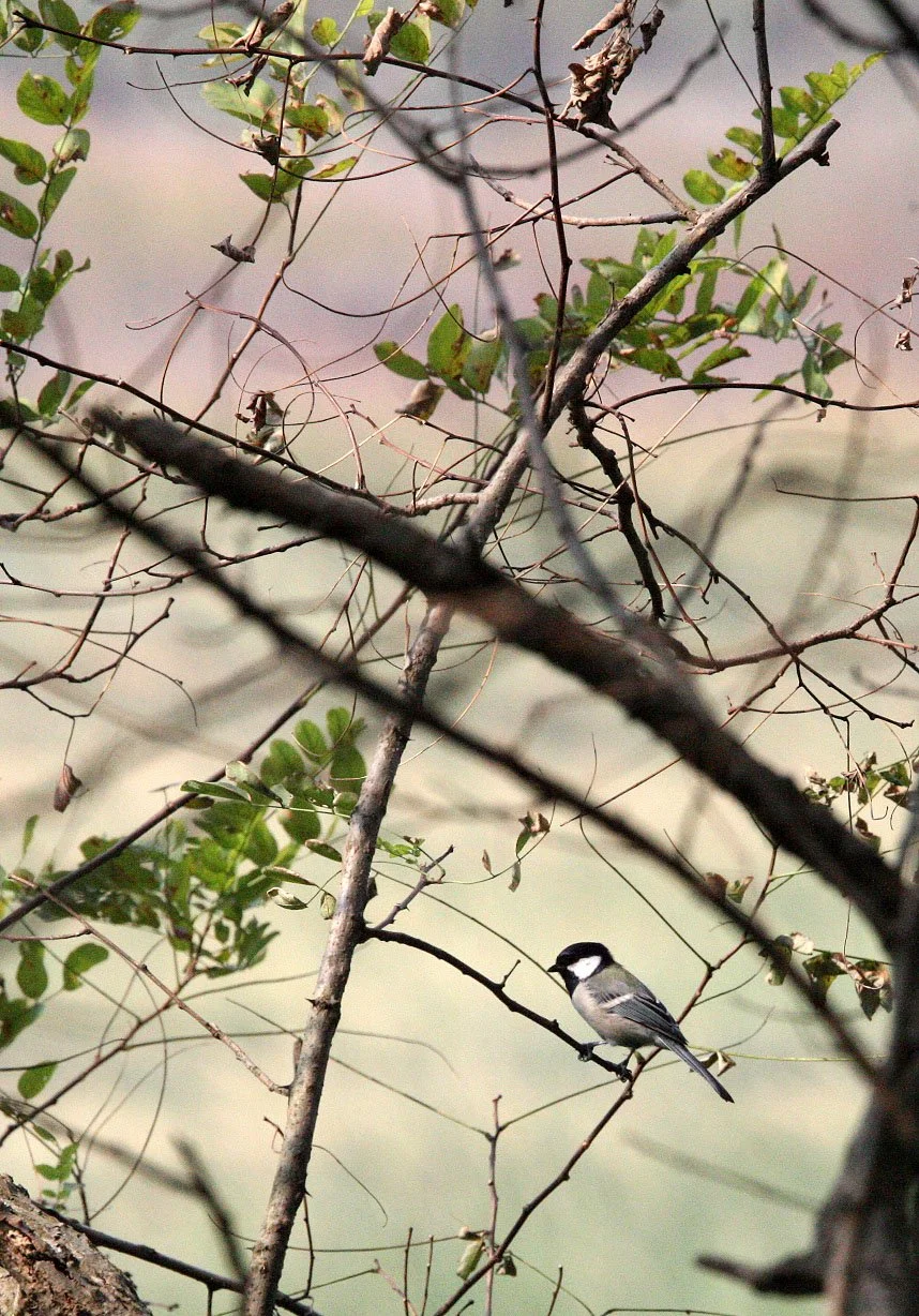 Japanese Tit (Parus minor) Nankou Rudong, China (6).JPG