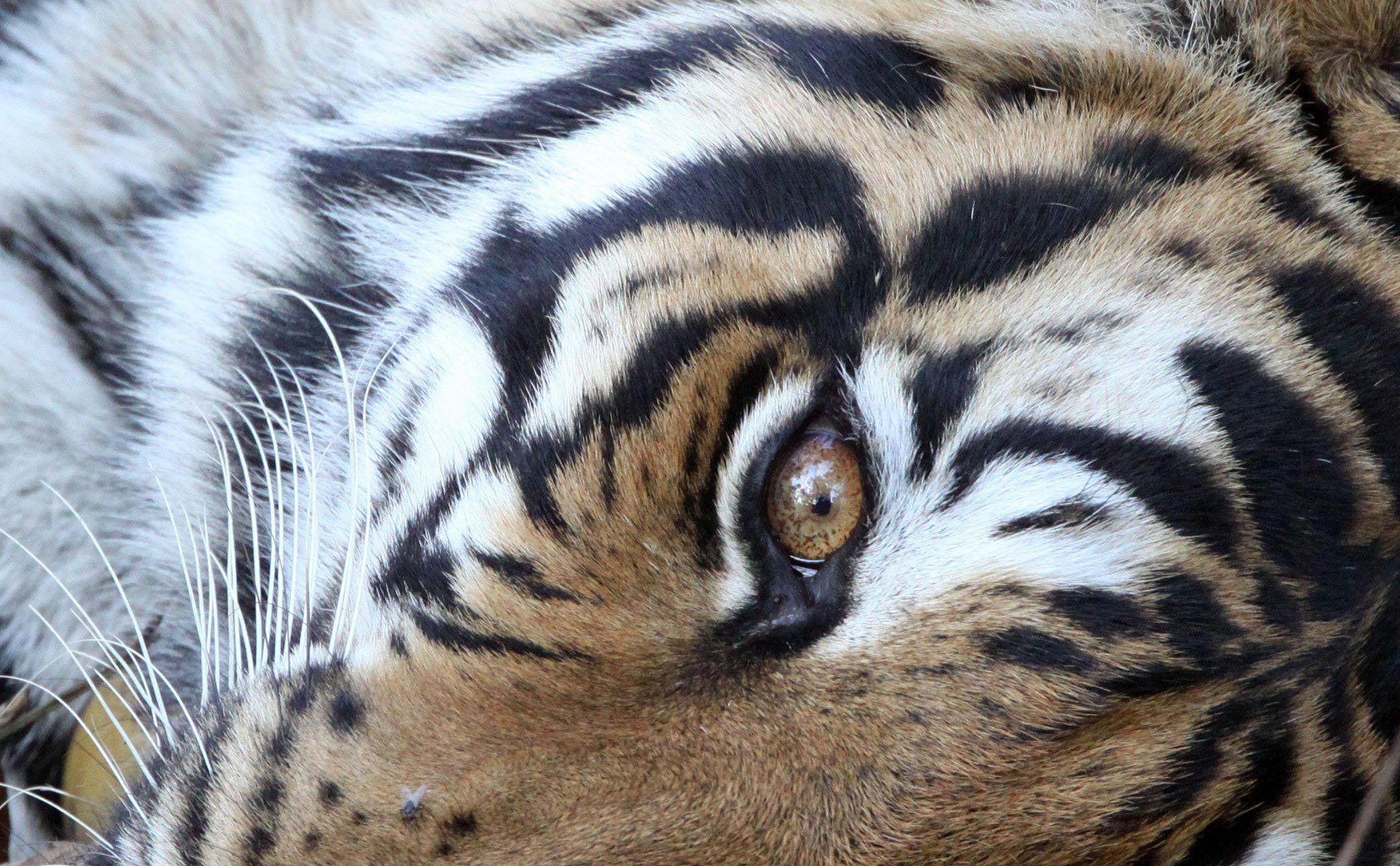 Panthera tigris tigris - BENGAL TIGER - KANHA NATIONAL PARK MADHYA PRADESH INDIA (94).JPG