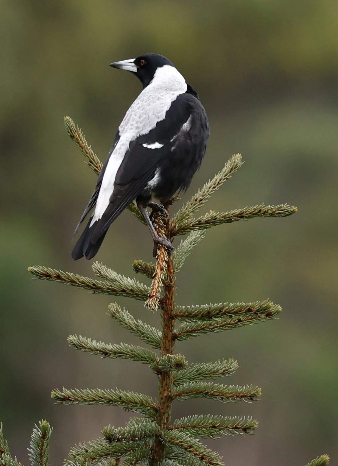 Australian magpie (Gymnorhina tibicen) Tasmanian Arboretum - Tasmania (12).jpg
