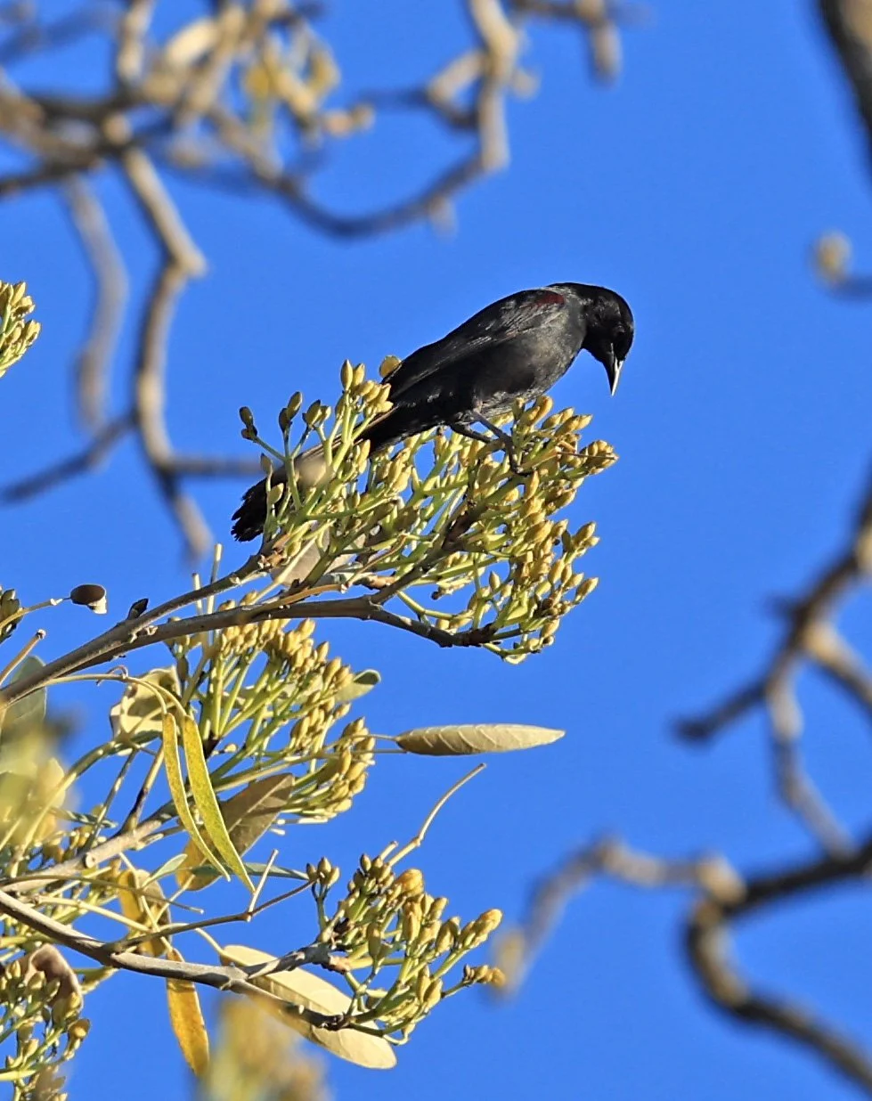 Variable Oriole (Icterus pyrrhopterus) Estancia Campo'í Paraguay (51).jpg