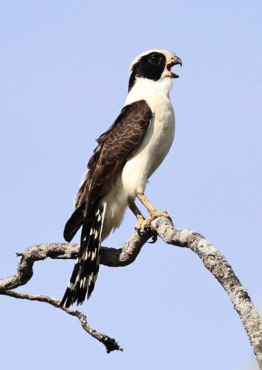 Laughing Falcon (Herpetotheres cachinnans) Reserva Natural Canada el Carmen, Paraguay (14).jpg