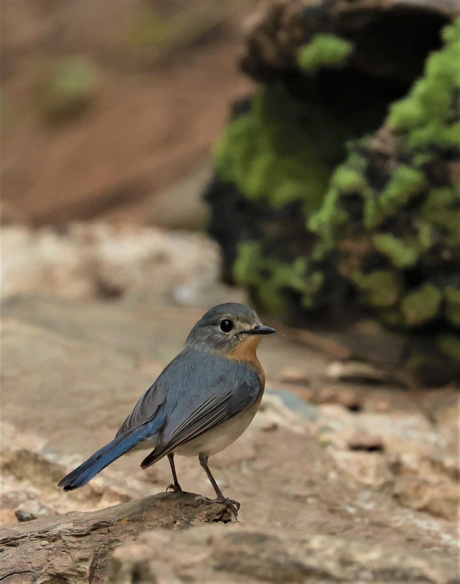FLYCATCHER - INDOCHINESE BLUE-FLYCATCHER - Cyornis sumatrensis - SRI SATCHANALAI NP MANAO WATERHOLE MAY 1 2022 (21).jpg