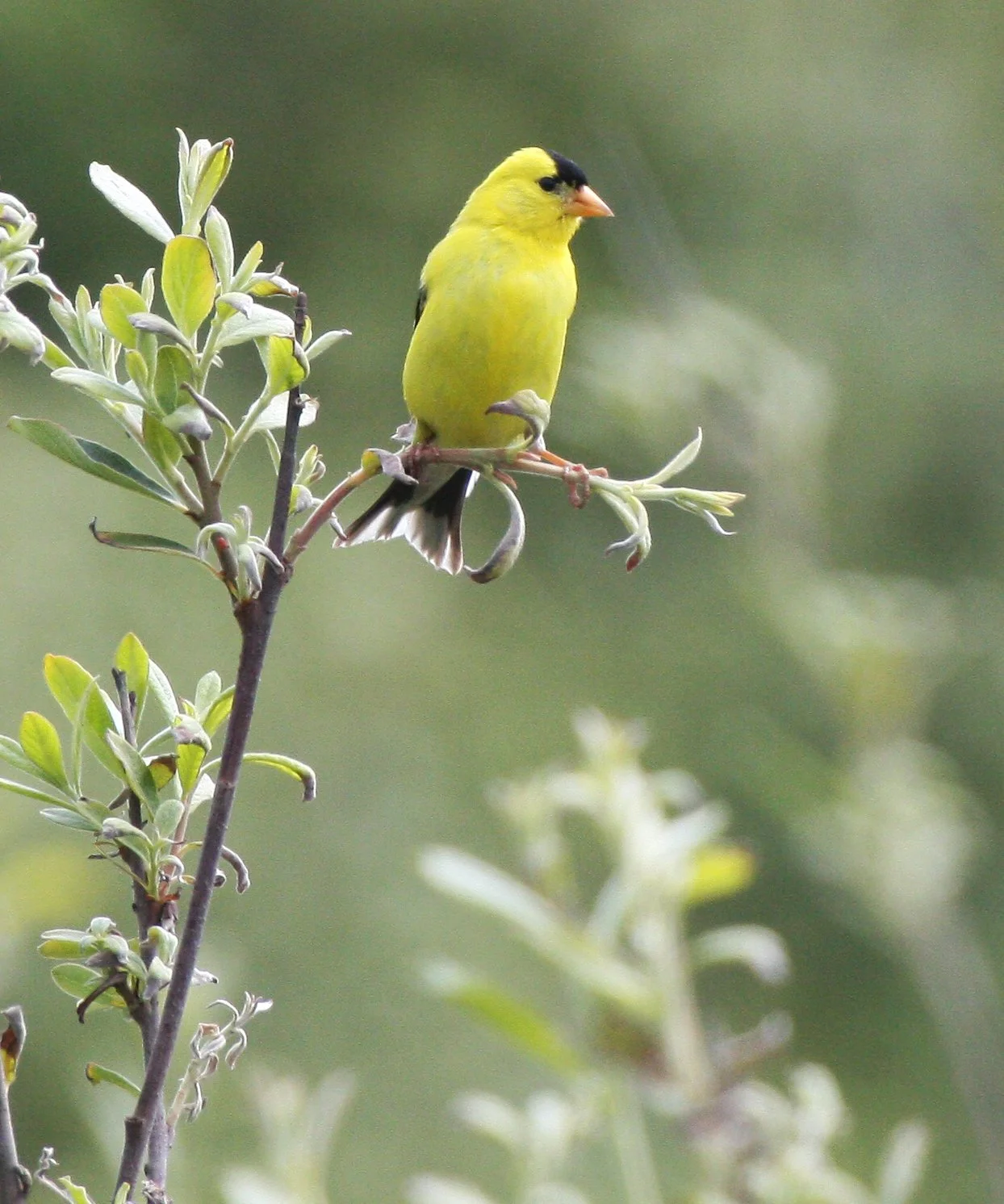 American Goldfinch (Spinus tristis) Elwha River Trails, Olympic Peninsula Washington (9).JPG