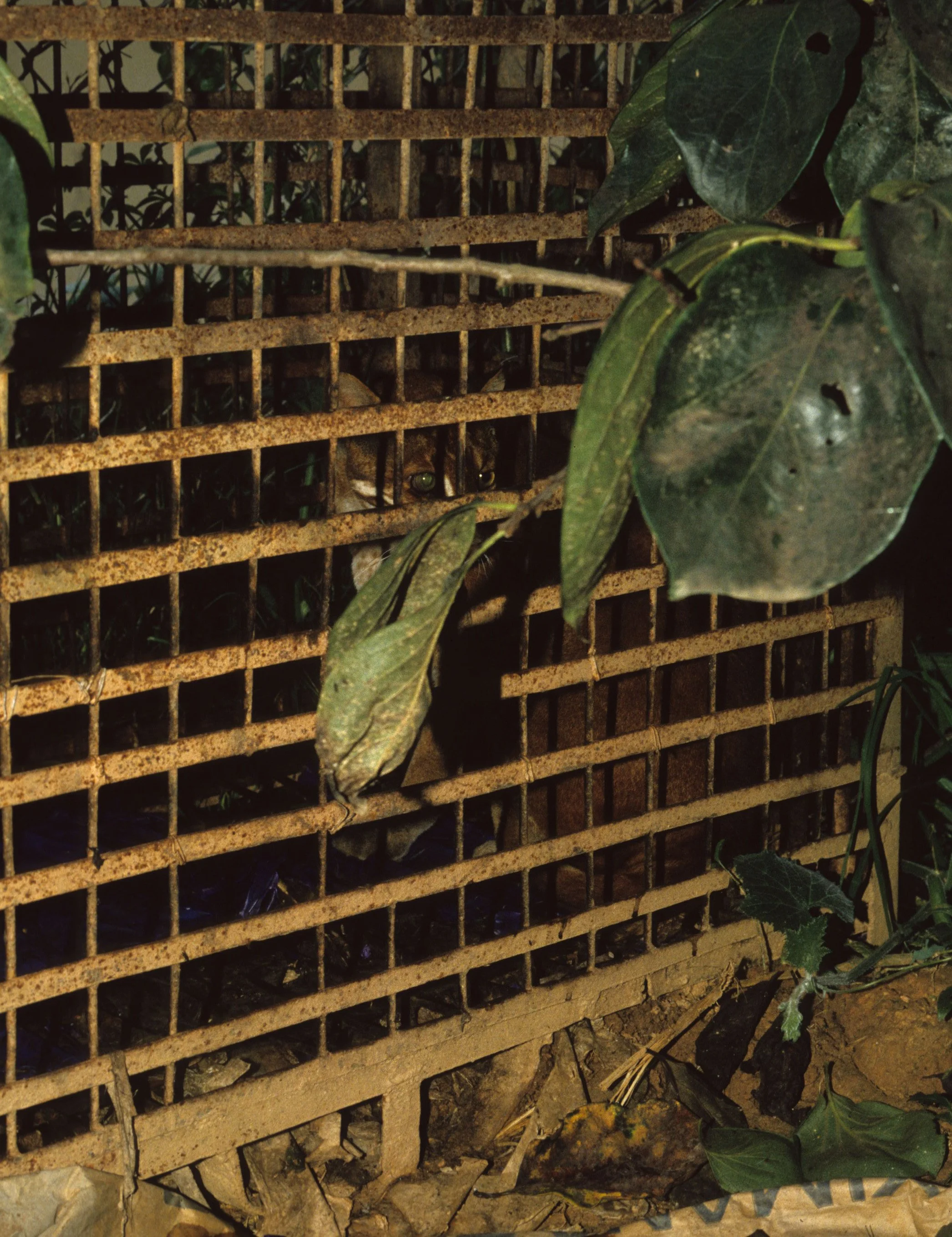DALAT - POACHERS HUT - 1994 (4).jpg