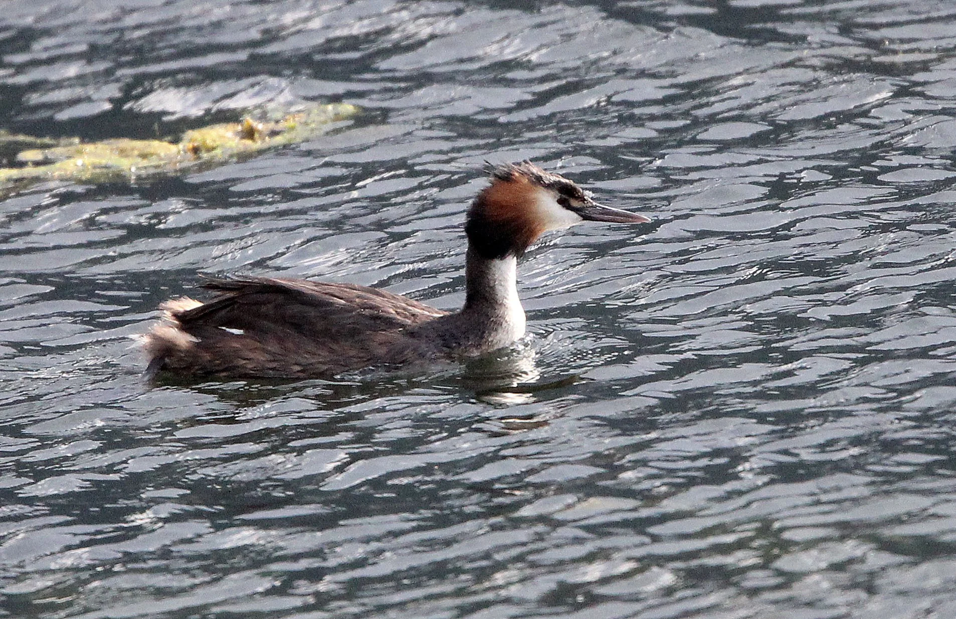 Great Crested Grebe (Podiceps cristatus) Stelvio National Park Italy (1).JPG