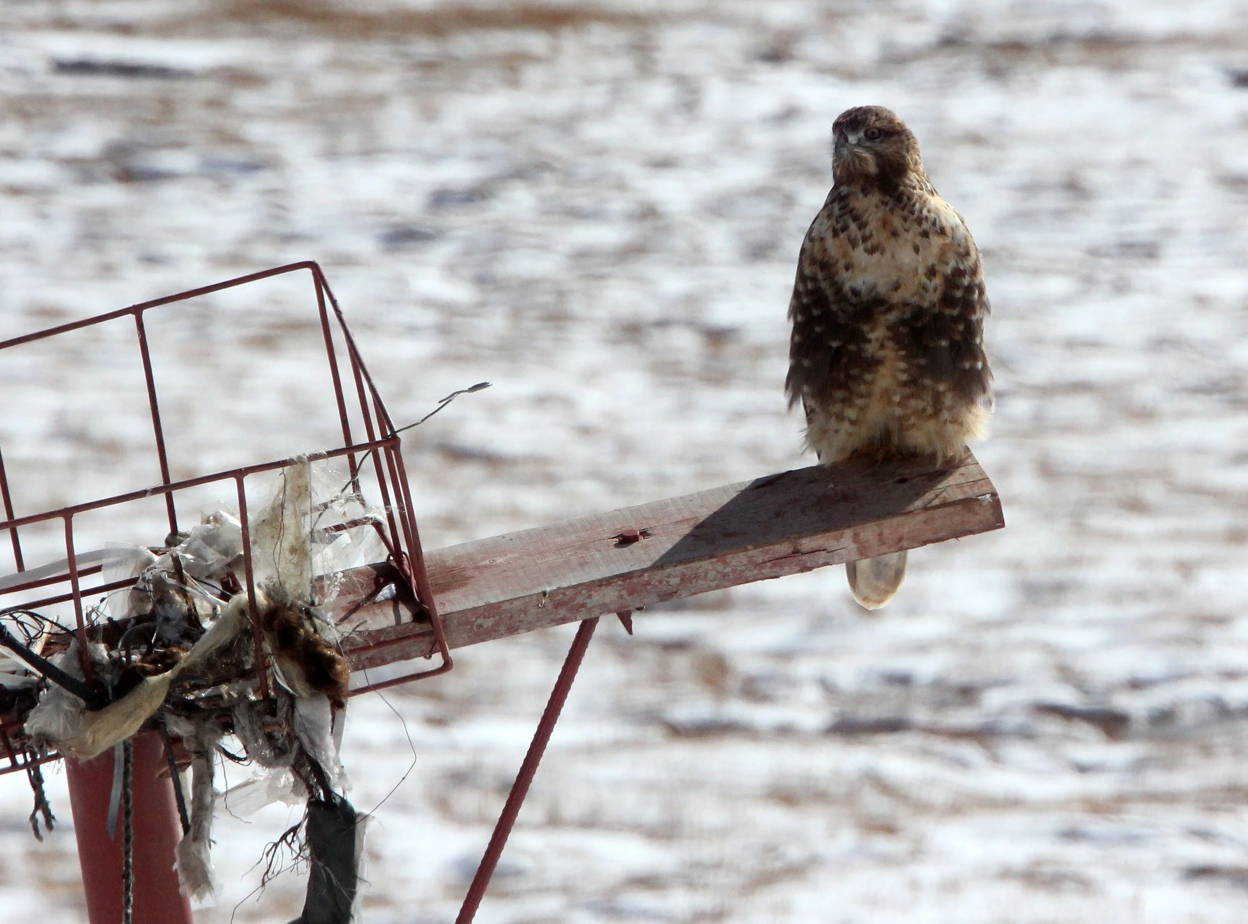 Buteo hemilasius - UPLAND BUZZARD - NEAR BAYANKALA PASS QINGHAI CHINA (22).JPG