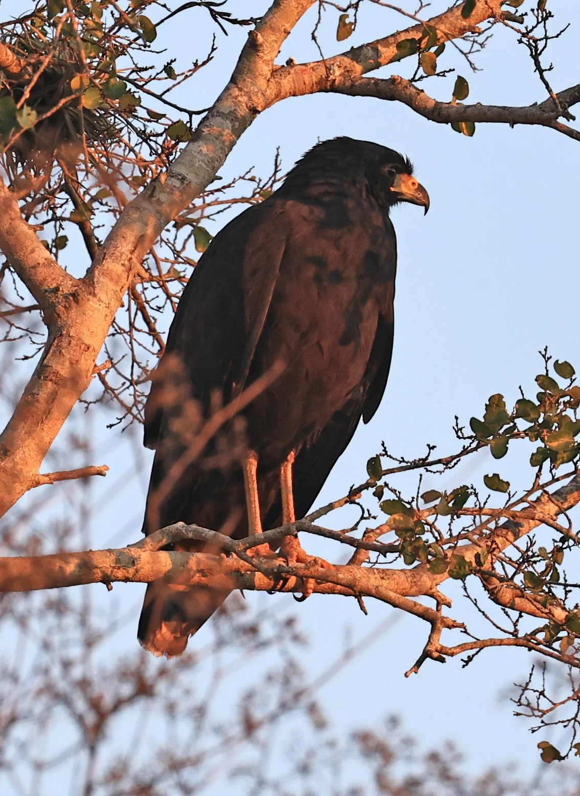 Zone-tailed Hawk (Buteo albonotatus) Agua Dulce Paraguay (13).jpg