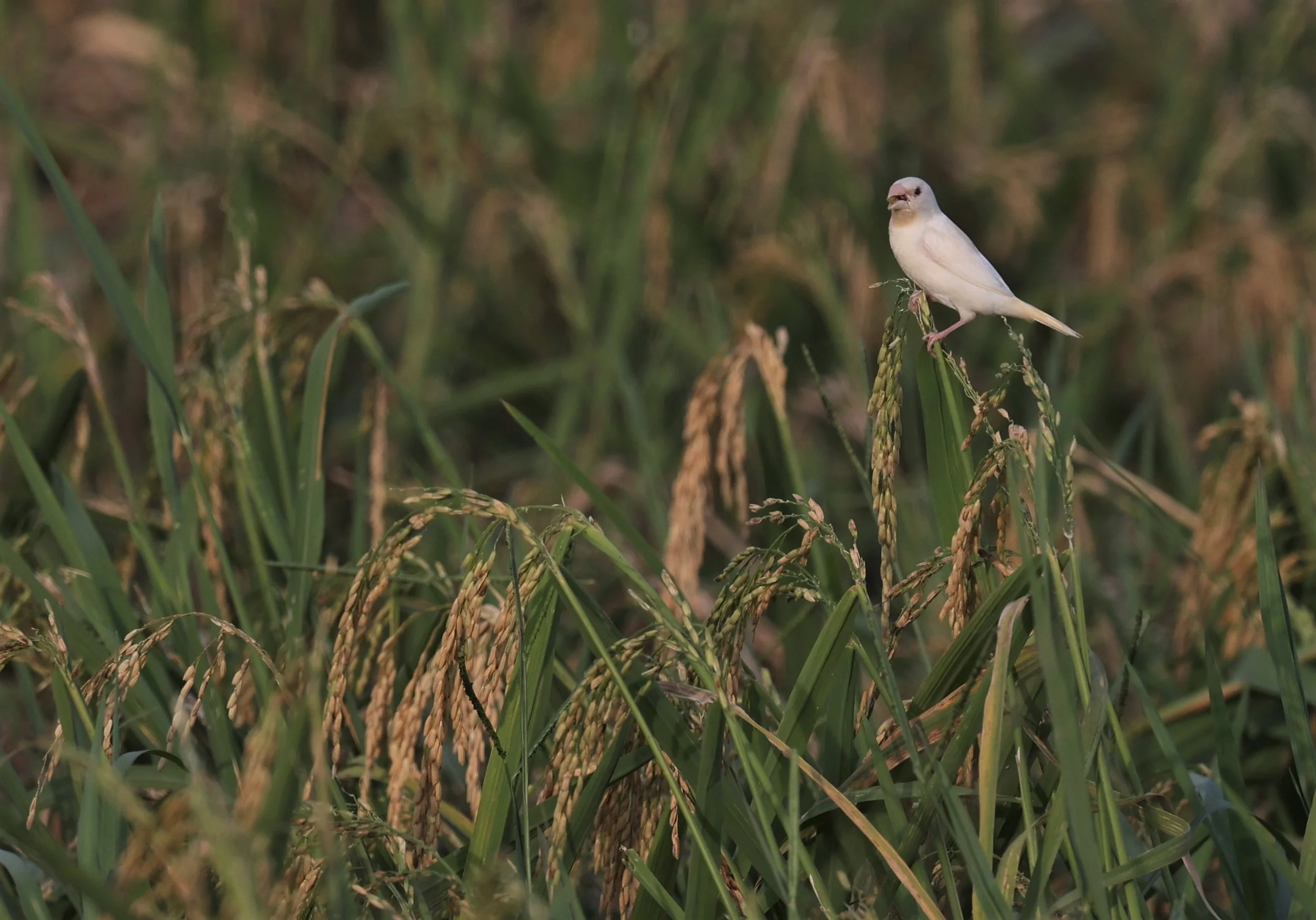 MUNIA - SCALY BREASTED MUNIA - Lonchura punctulata - ALBINO FORM - PATHUM THANI RICE RESEARCH CENTER 14 SEPT 2021 (1).jpg