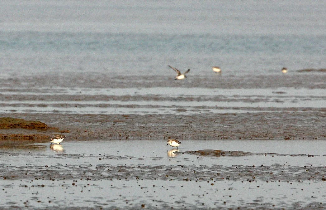 BIRD - SANDPIPER - SPOON-BILLED SANDPIPER - WITH SAUNDERS'S GULL - NANKOU, RUDONG, CHINA (5).JPG
