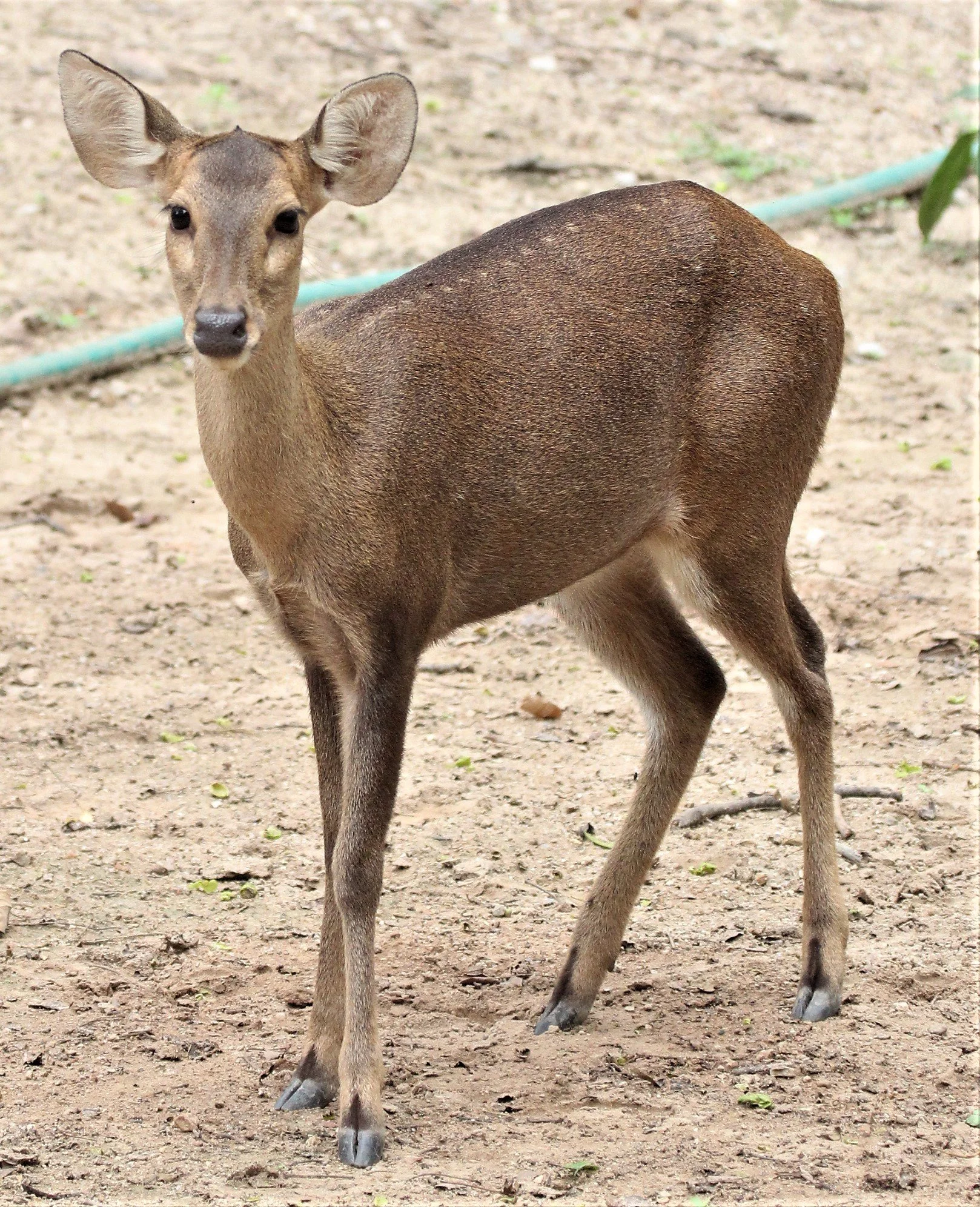 Hyelaphus annamiticus - INDOCHINESE HOG DEER - DOI SUTHEP WILDLIFE CENTER CHIANG MAI THAILAND - CONFIRM NOT INDIAN (11).jpg