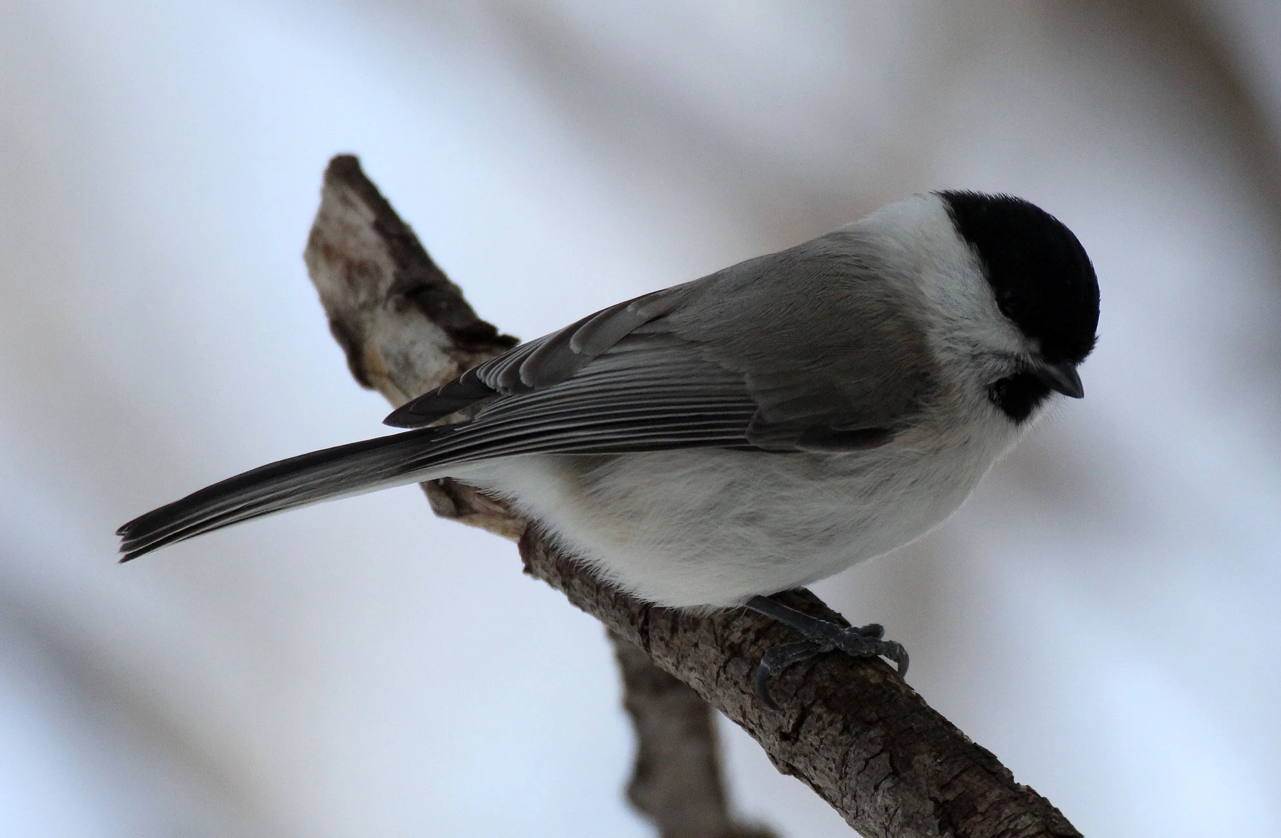 Willow Tit (Poecile montanus) Kinohiroba Park, Abashiri, Hokkaido Japan (3).JPG