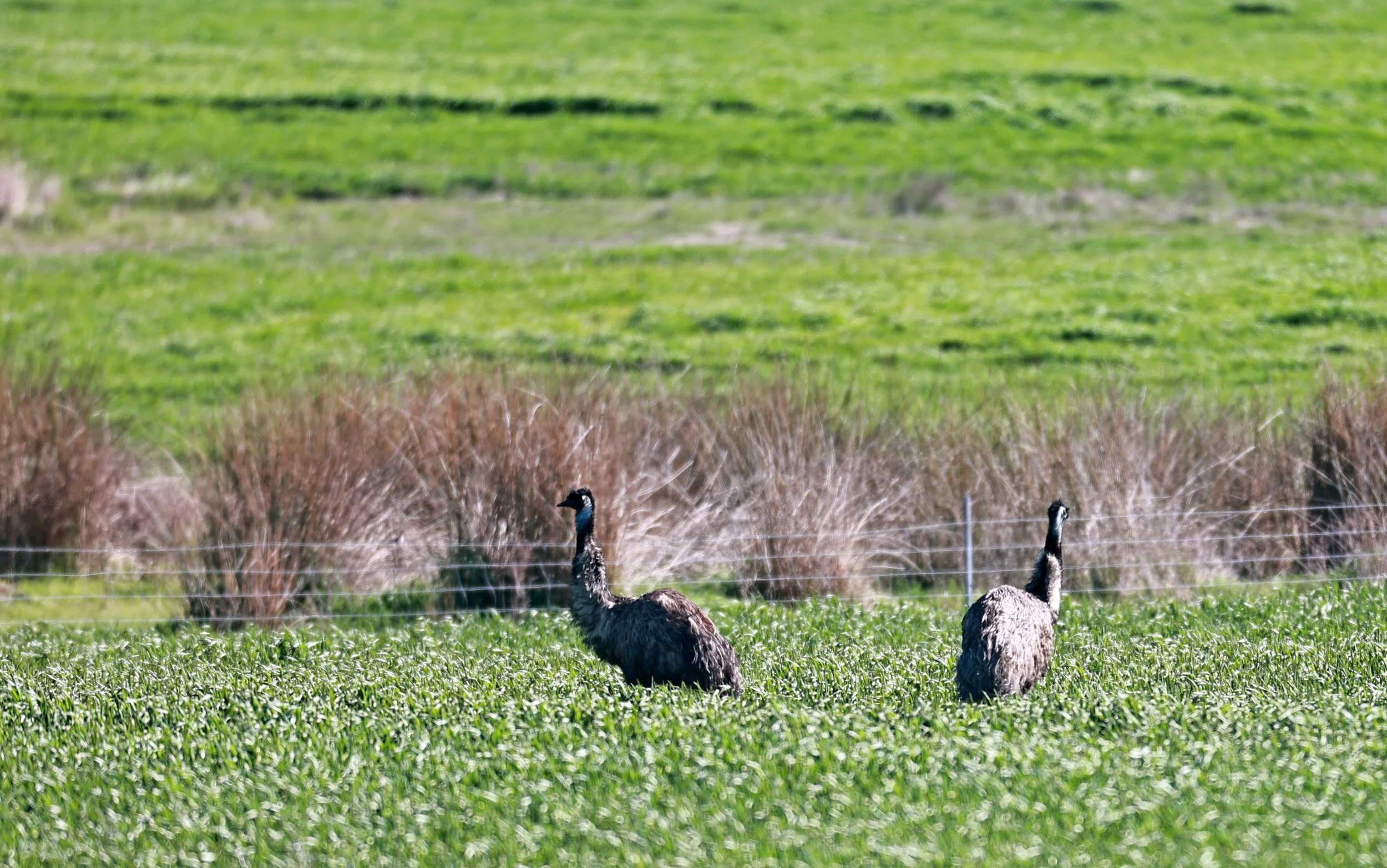 Emu (Dromaius novaehollandiae) Stirling Range NP - Western Australia (42).jpg