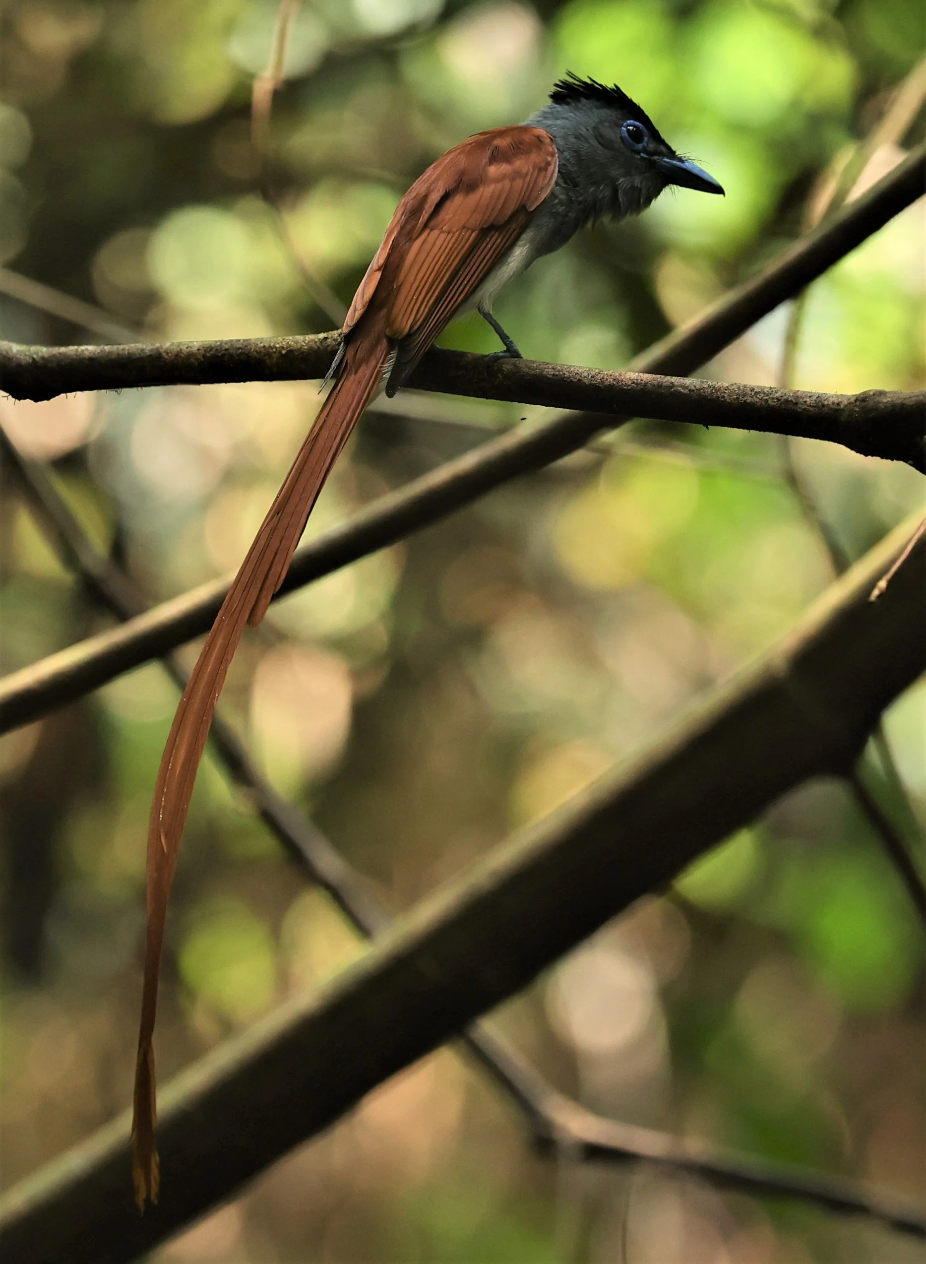 PARADISE-FLYCATCHER - BLYTH'S PARADISE-FLYCATCHER - Terpsiphone affinis - KRUNG CHING, KHAO LUANG NP NST, APRIL 2022 (16).jpg