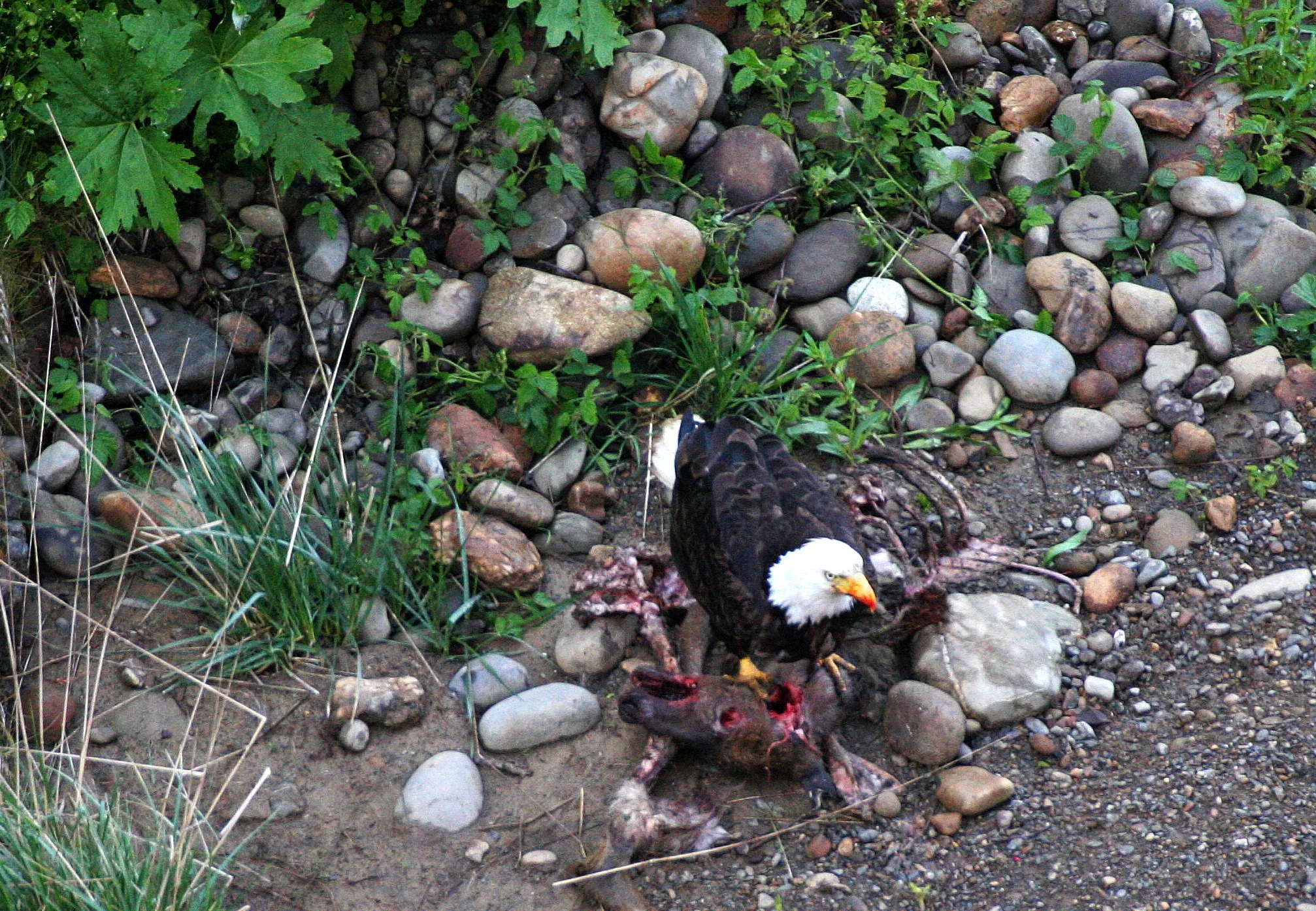 Haliaeetus leucocephalus - AMERICAN BALD EAGLE - LAKE FARM BLUFFS WASHINGTON (247).JPG