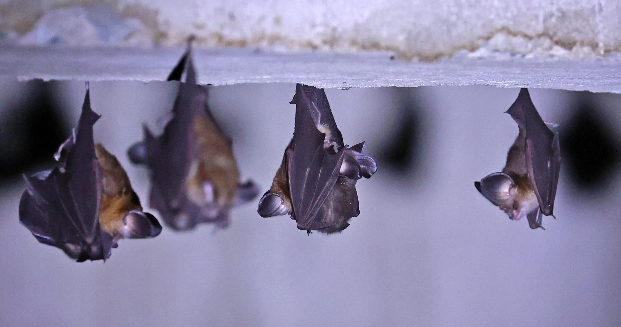 Hipposideros gentilis 