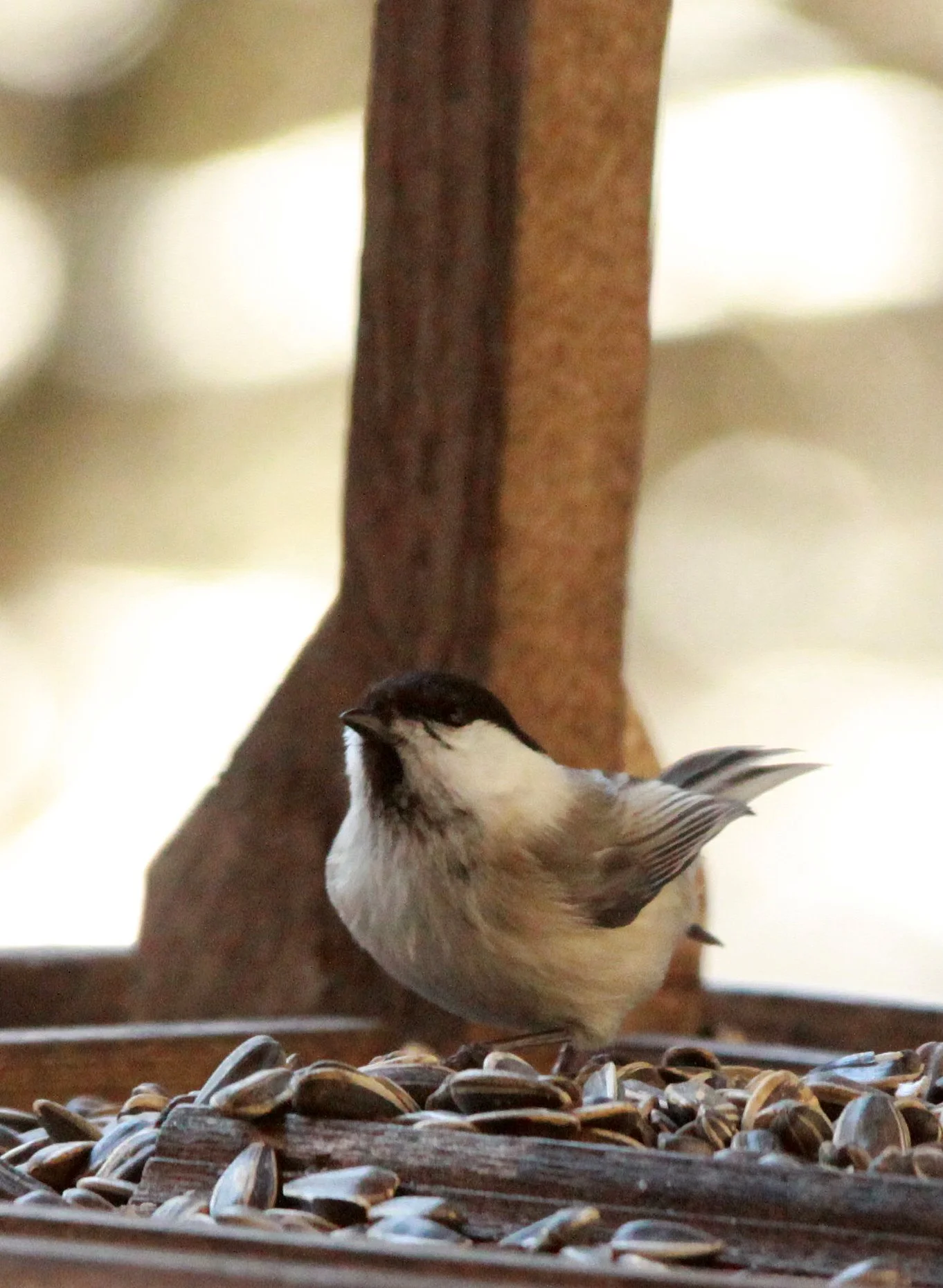 Willow Tit (Poecile montanus) Shiobutsu Spa.JPG
