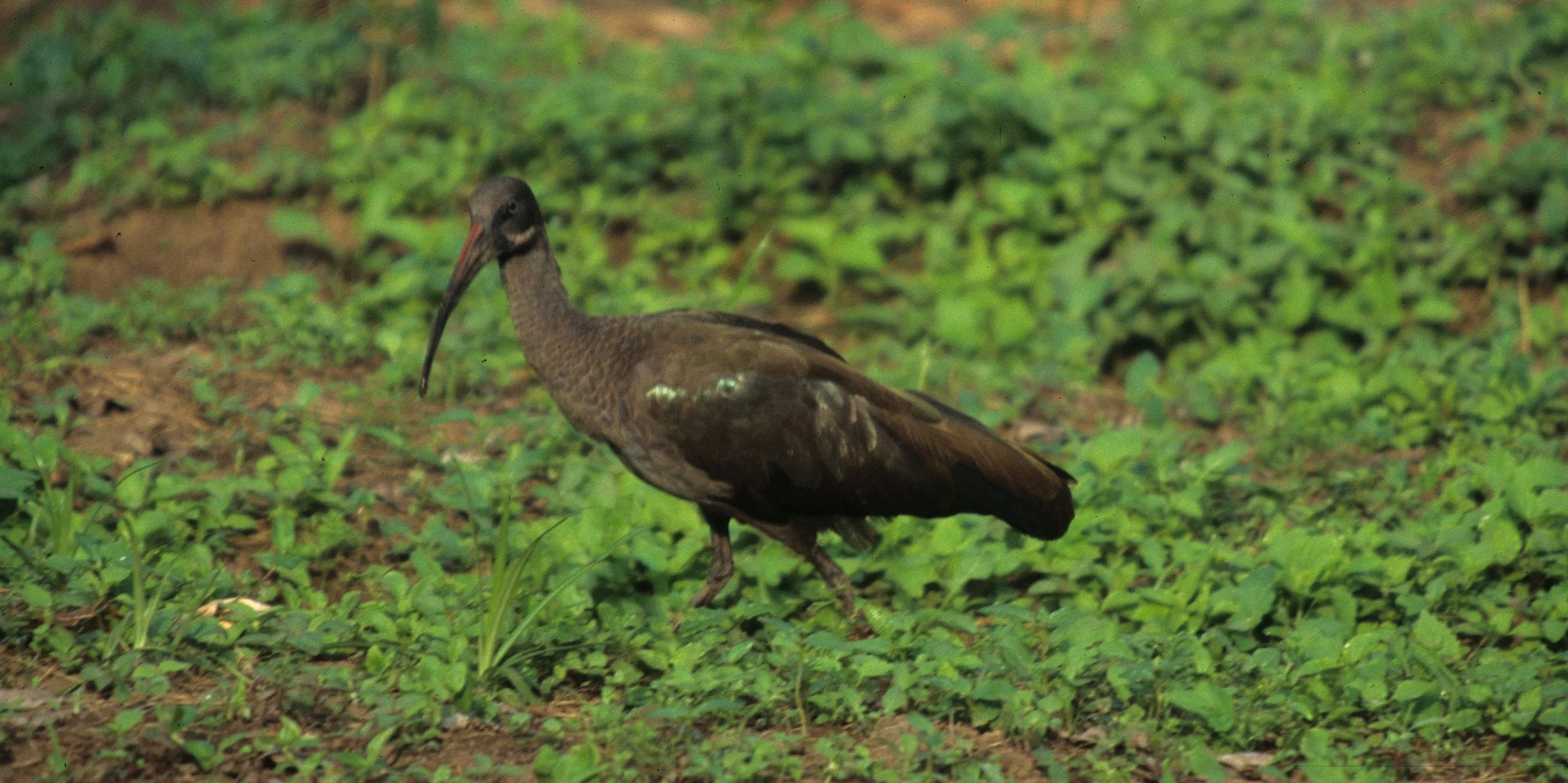 IBIS - HADADA IBIS - Bostrychia hagedash - RWANDA (9).jpg