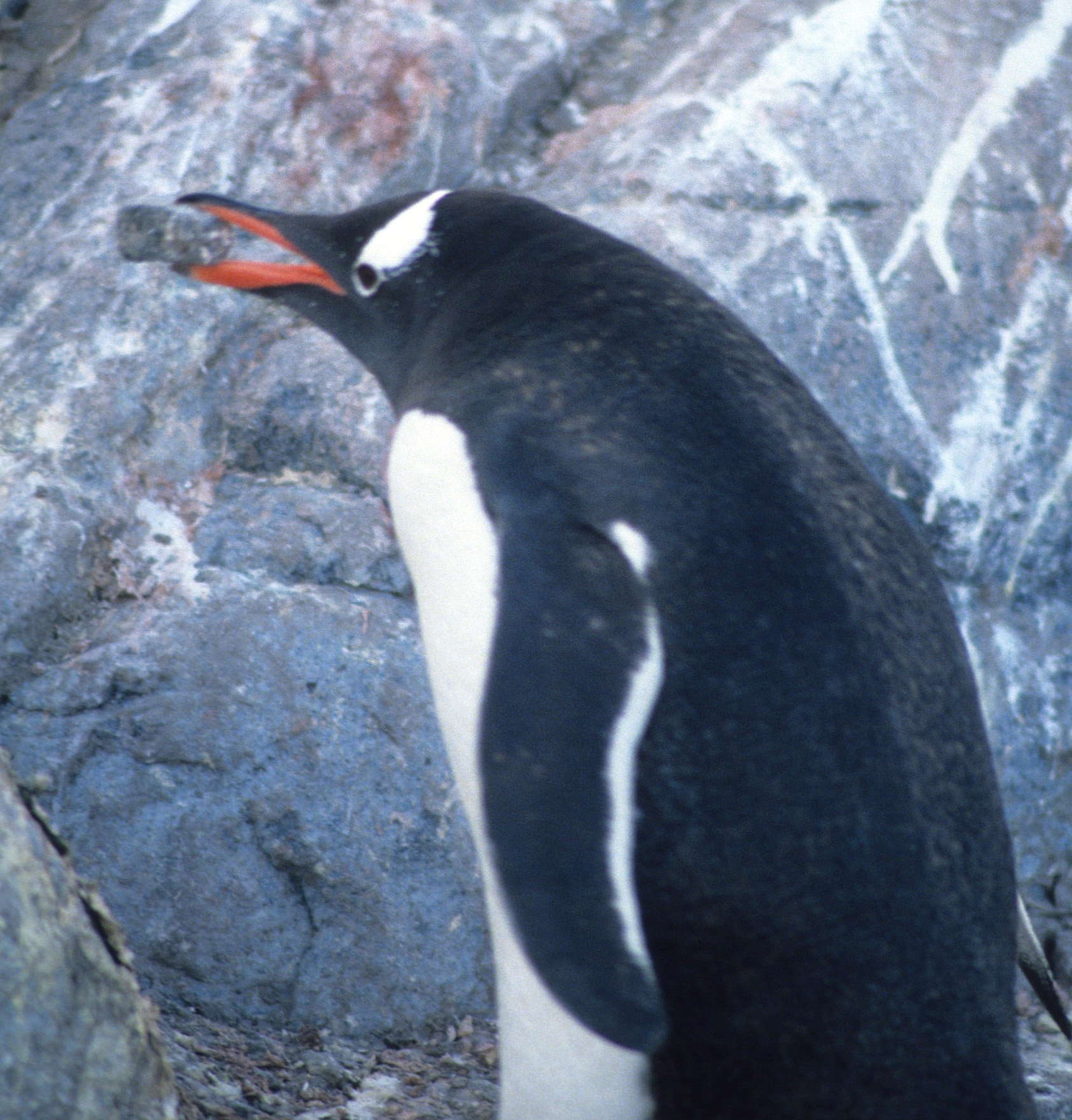 Gentoo Penguin (Pygoscelis papua) Hooligans and Rock Thief - Danco Island Antarctic Peninsula (1).jpg