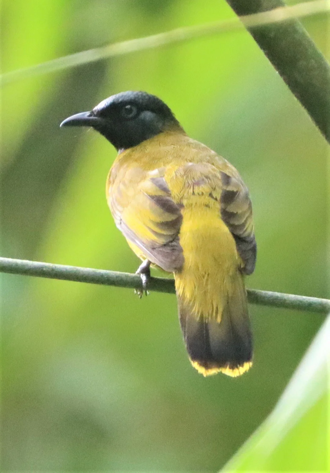 BULBUL - BLACK-HEADED BULBUL - Pycnonotus atriceps - SI PHANG NGA NATIONAL PARK (19).jpg