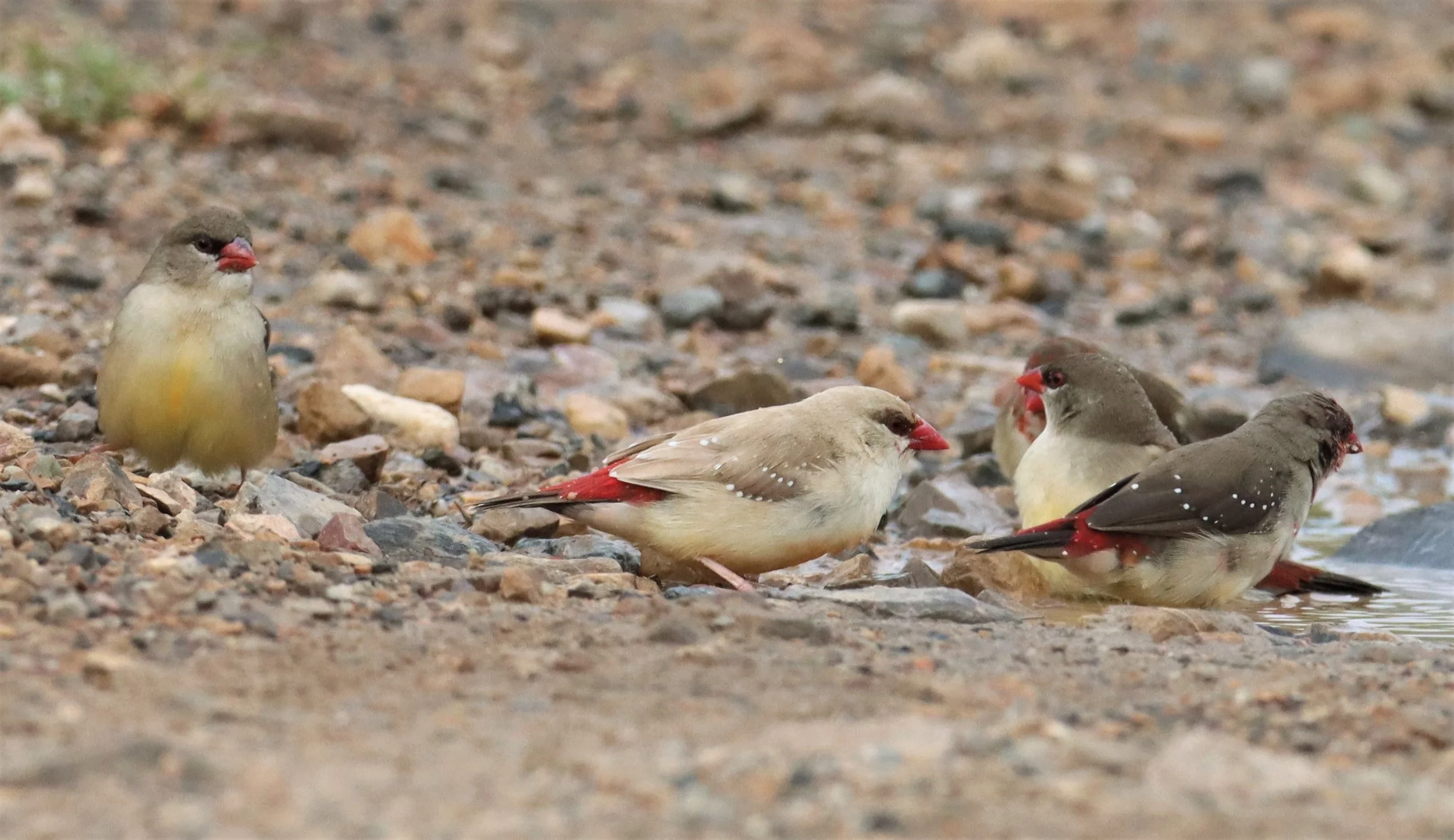 RED AVADAVAT - Amandava amandava - THAP YAO RICE FIELDS LAT KRABANG WITH LEUCISTIC FORM (21).jpg