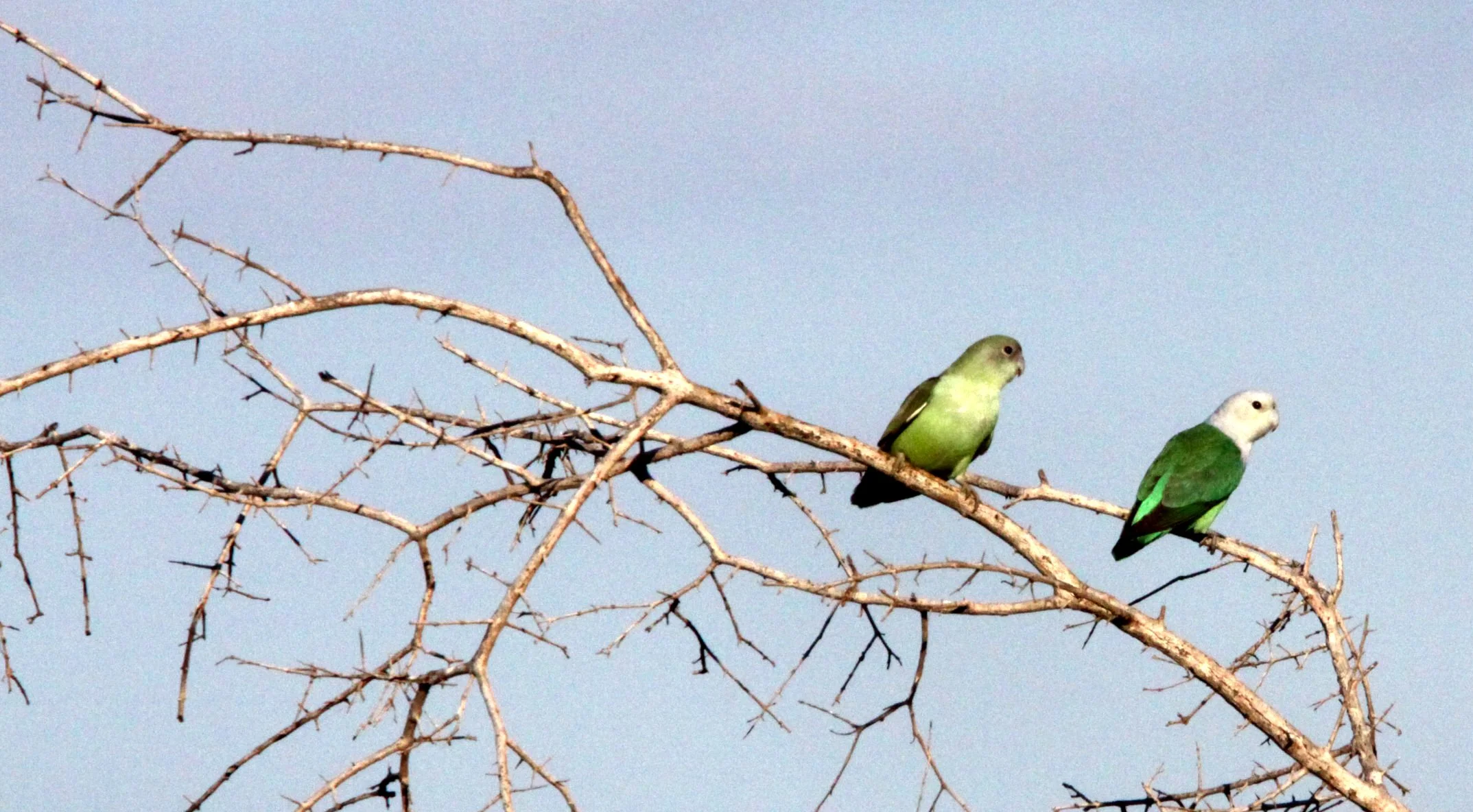 BIRD - PARROT - GREY-HEADED LOVE BIRDS - KIRINDY NATIONAL PARK - MADAGASCAR (11).JPG