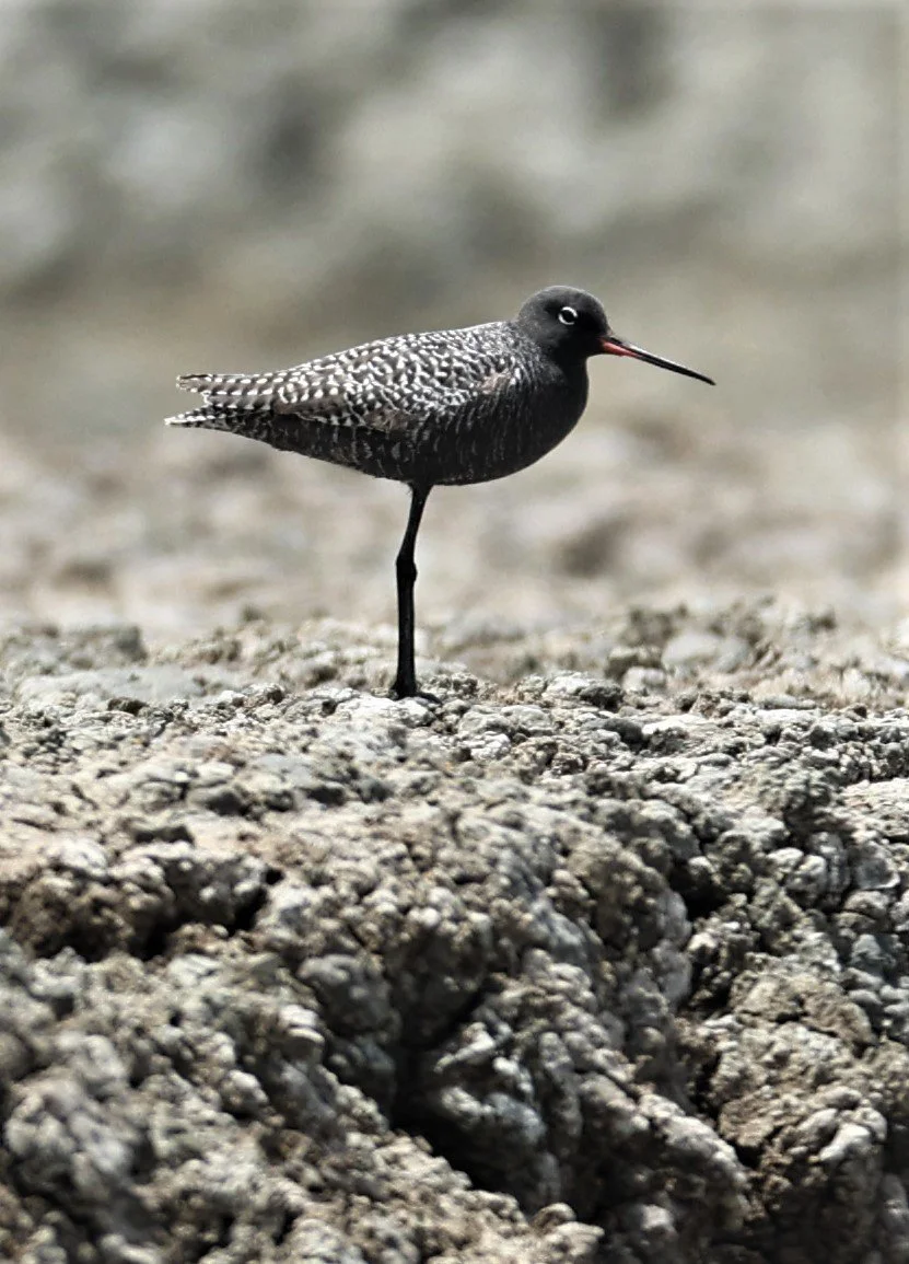 REDSHANK - SPOTTED REDSHANK - Tringa erythropus - CHACHOENGSAO SALT PONDS SALT CAFE MAY 7 2022 (64).jpg