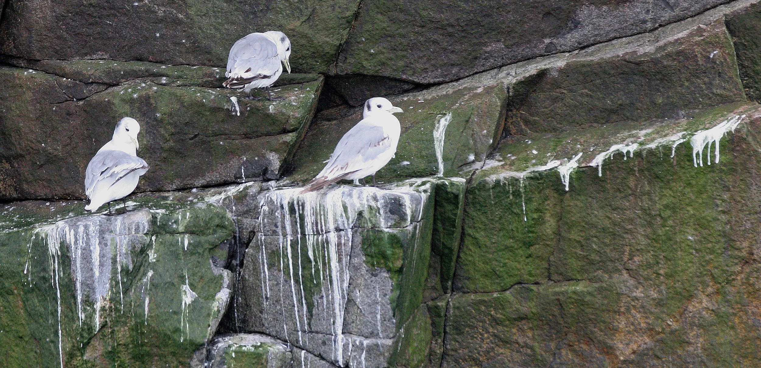 BIRD - KITTIWAKE - BLACK-LEGGED KITTIWAKE - OFF KAMCHATKA COAST (11).jpg