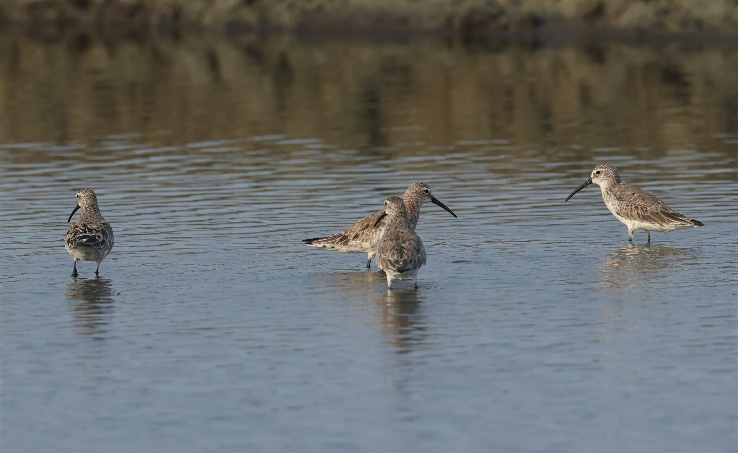 SANDPIPER - CURLEW SANDPIPER - Calidris ferruginea -LAEM PAK BIA MARCH 2022 (1).jpg