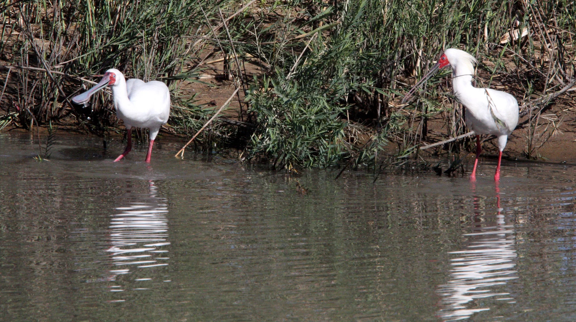 SPOONBILL - AFRICAN SPOONBILL - Platalea alba - KRUGER NATIONAL PARK SOUTH AFRICA (5).JPG