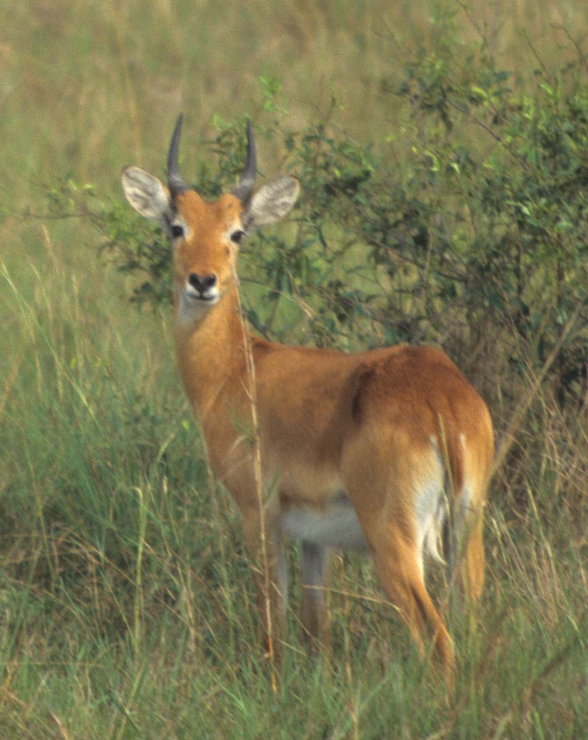 BOVID - ORIBI - UGANDA QE NP (4).jpg
