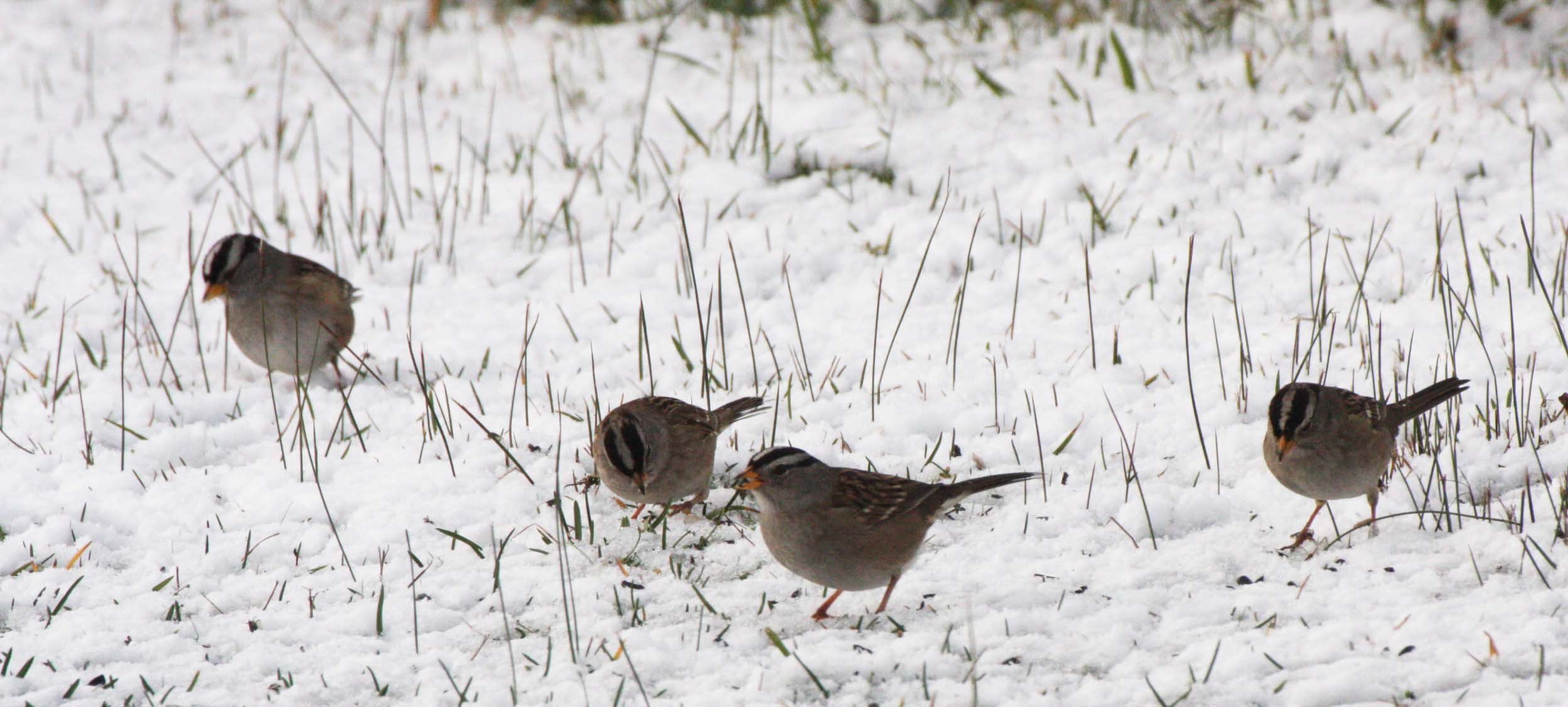 White-crowned Sparrow (Zonotrichia leucophrys) Sequim Prairie Olympic Peninsula (6).JPG