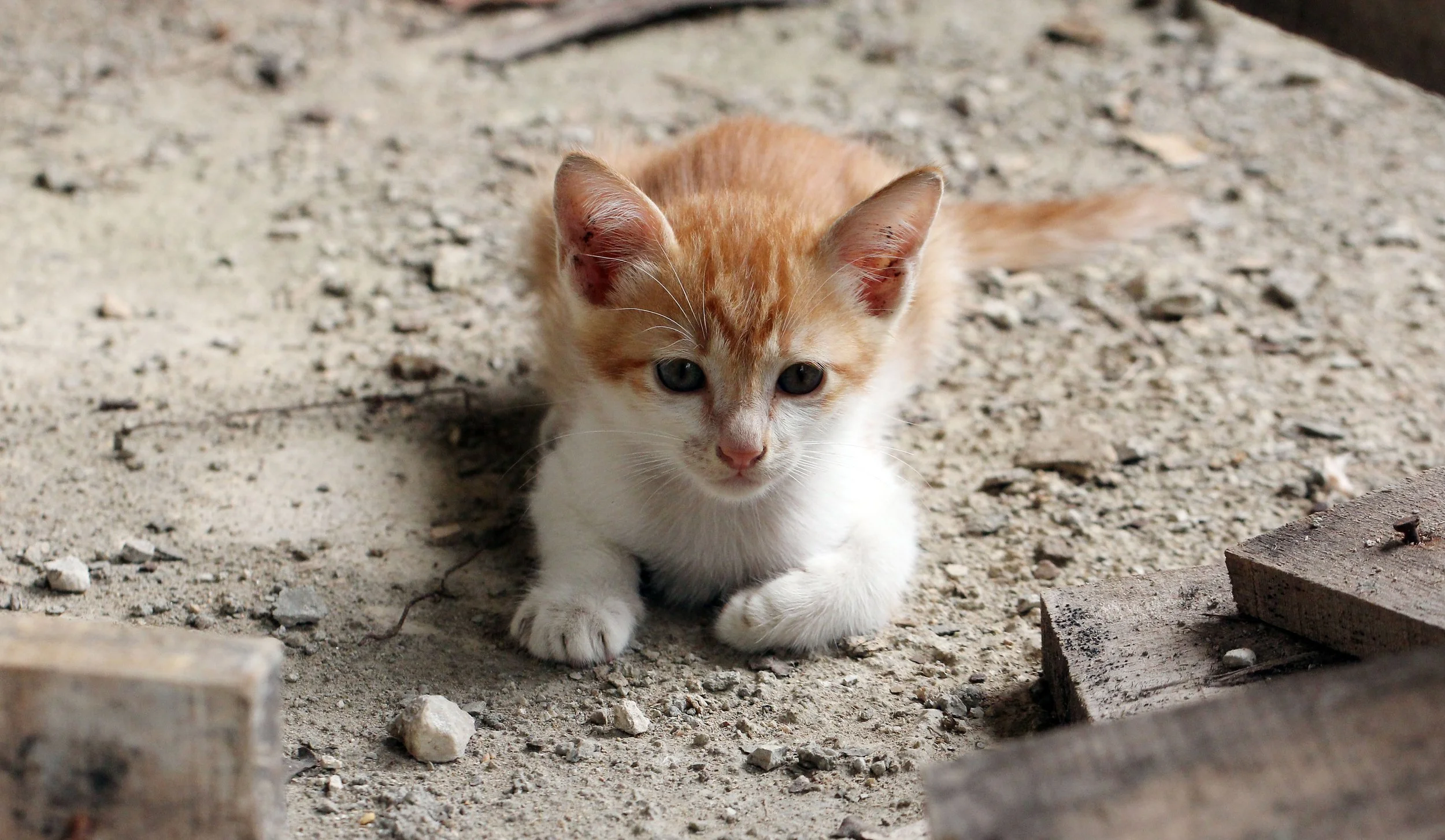 2015 Koh Lanta October Break Trip  (217).JPG