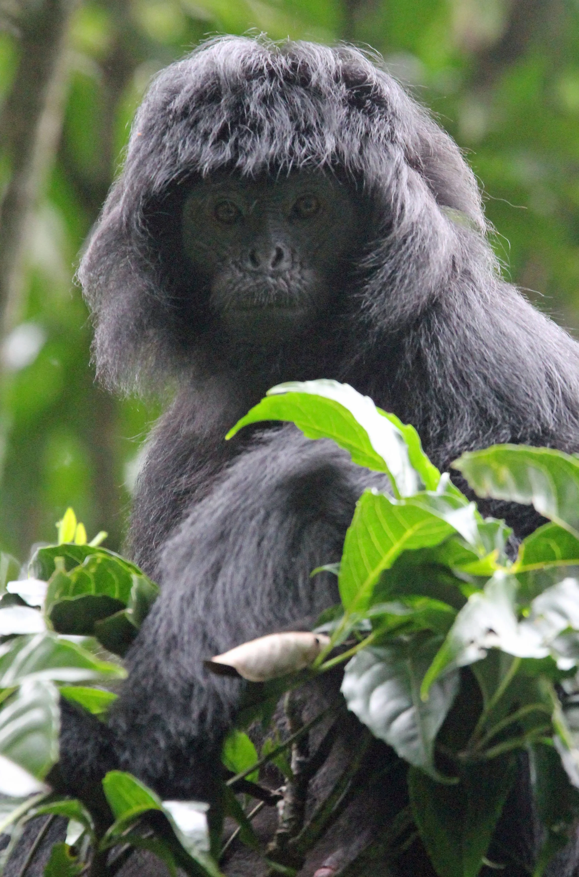 CERCOPITHECIDAE - Trachypithecus mauritius - WEST JAVAN (EBONY) LANGUR - GEDE NATIONAL PARK JAVA BARAT INDONESIA (51).JPG