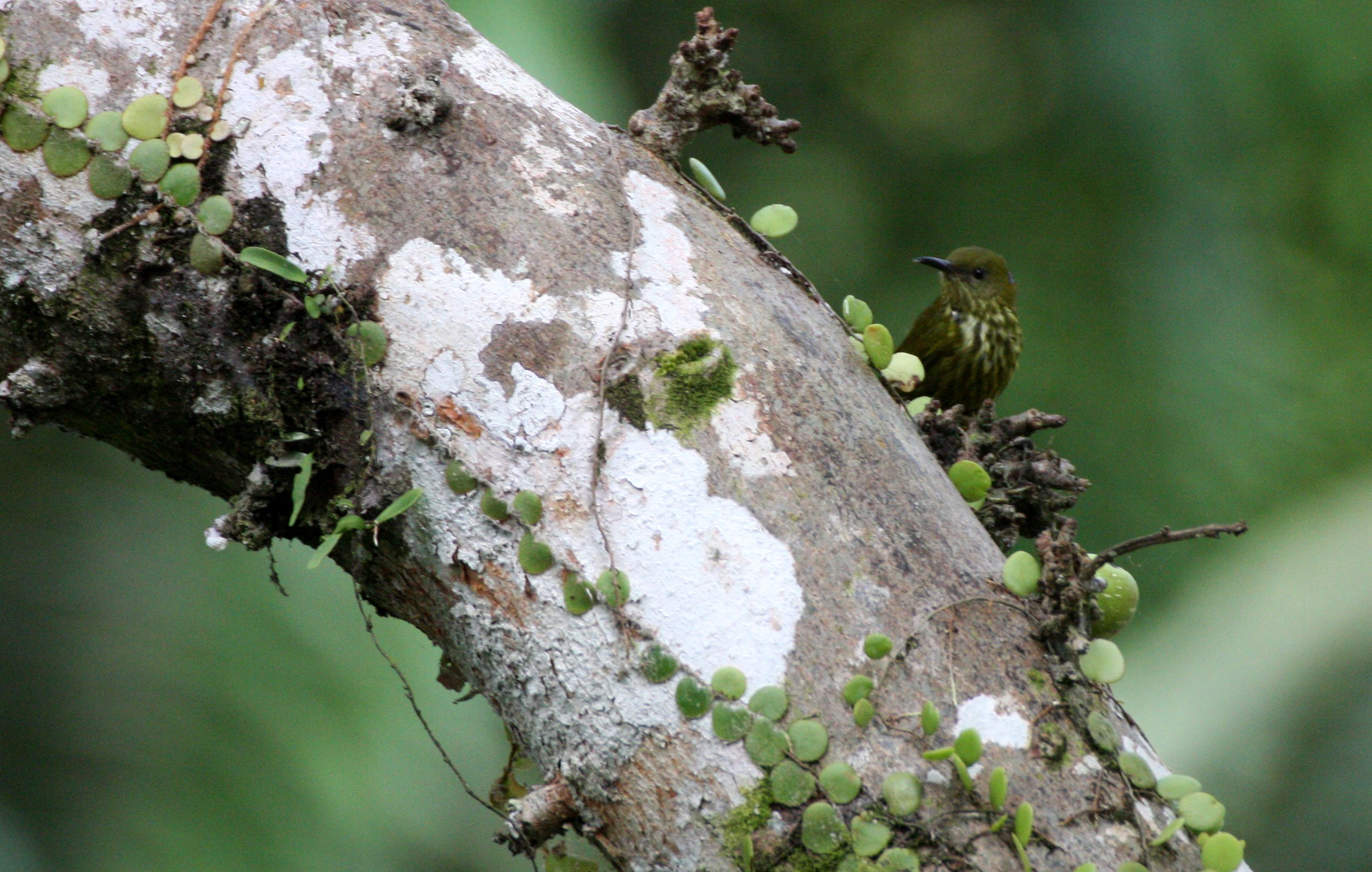 BIRD - SUNBIRD - PURPLE-NAPED SUNBIRD - HYPGRAMMA HYPOGRAMMICUM - KRUNG CHIN NP THAILAND  (2).JPG