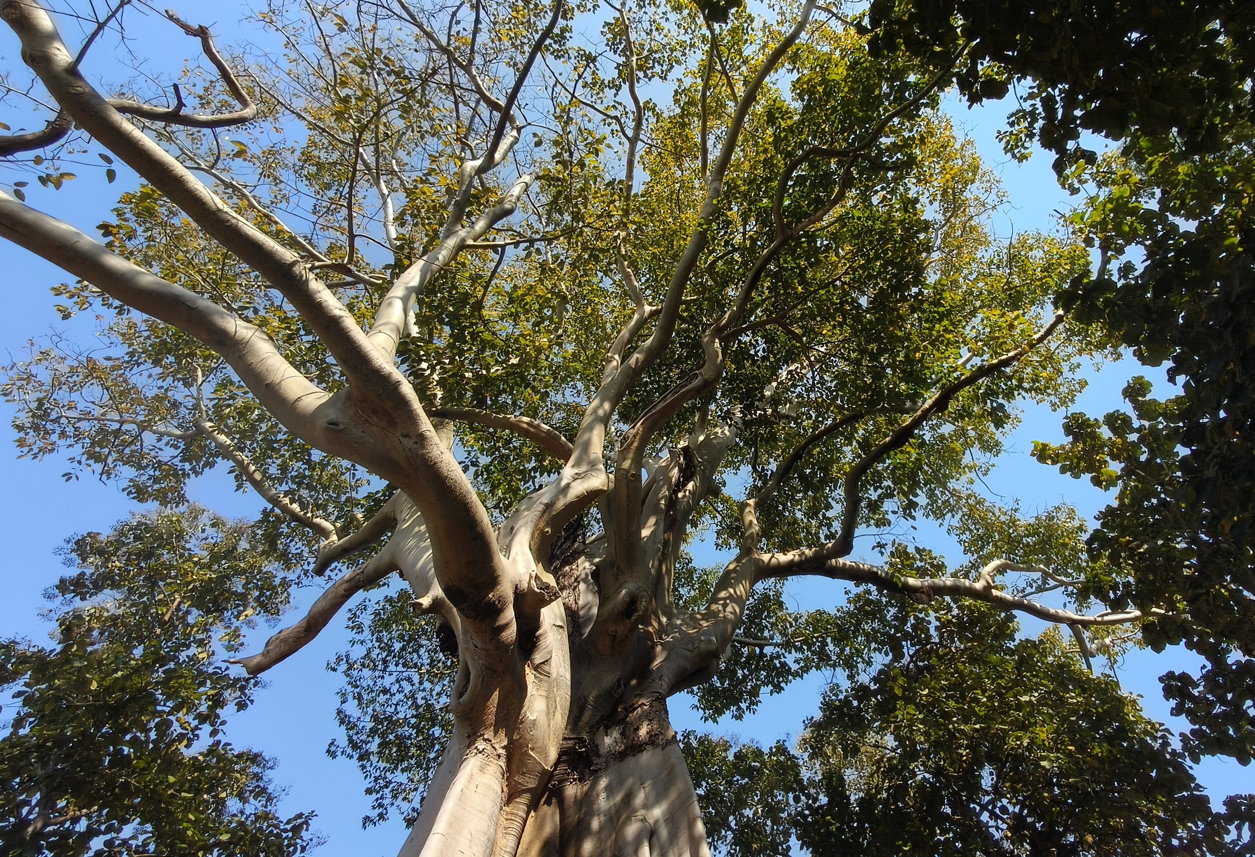 Giant Ficus Tree - Western Phayao Province (1).jpg