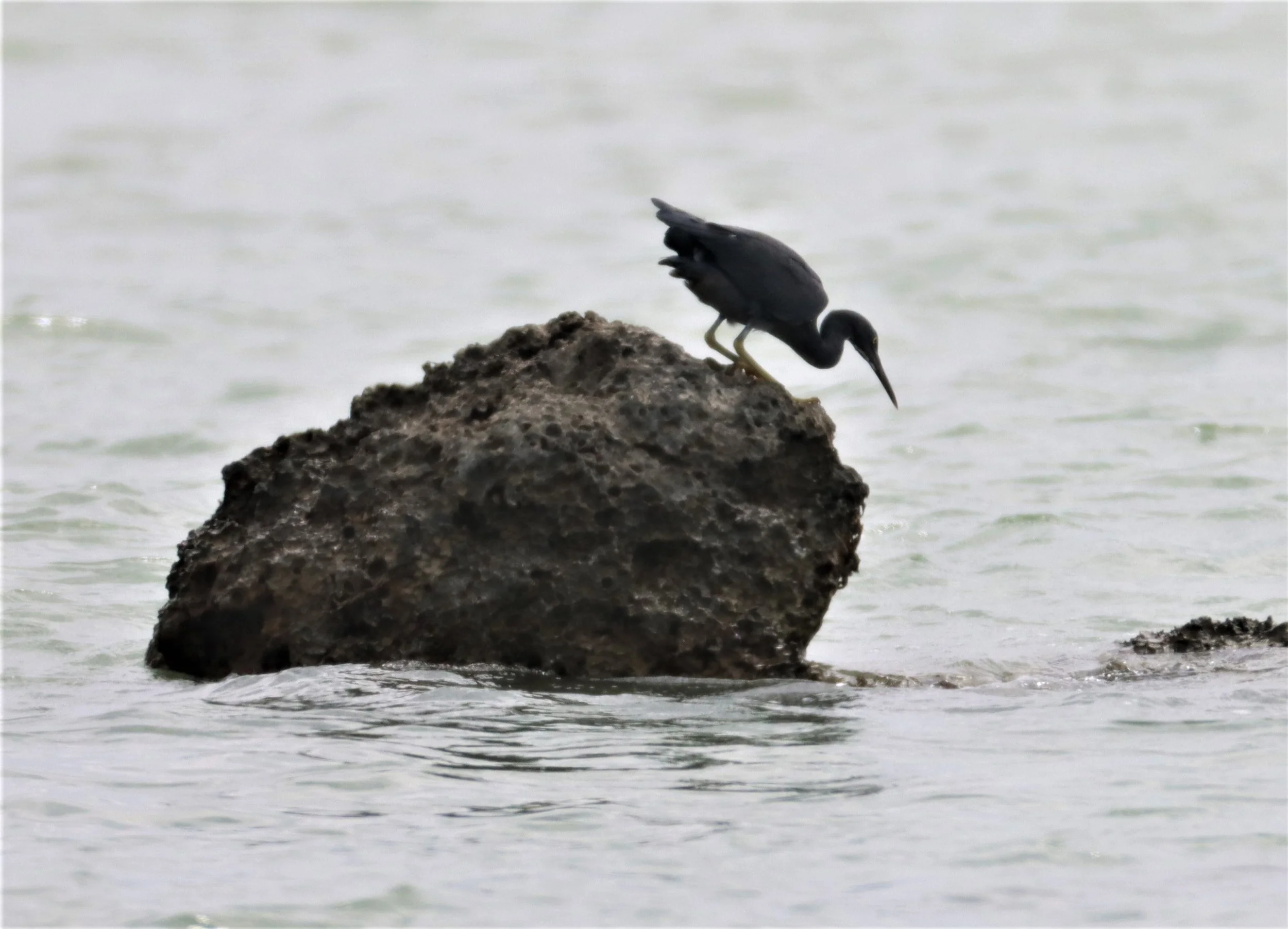 EGRET - PACIFIC REEF EGRET - Egretta sacra - LAEM PAKARANG PHANG NGA (4).jpg