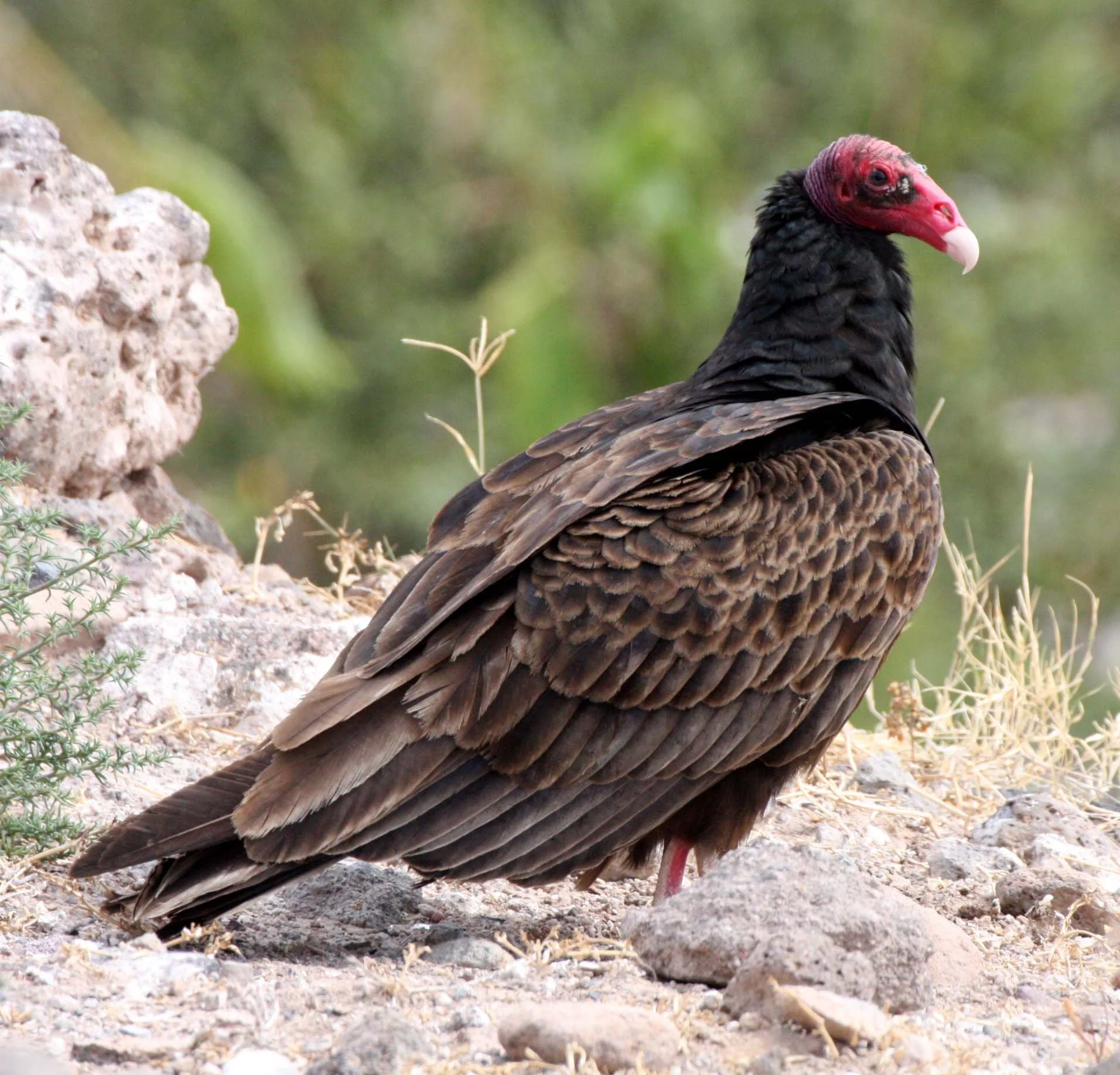 Cathartes aura aura - TURKEY VULTURE - SAN IGNACIO DESERT - BAJA MEXICO (8).JPG