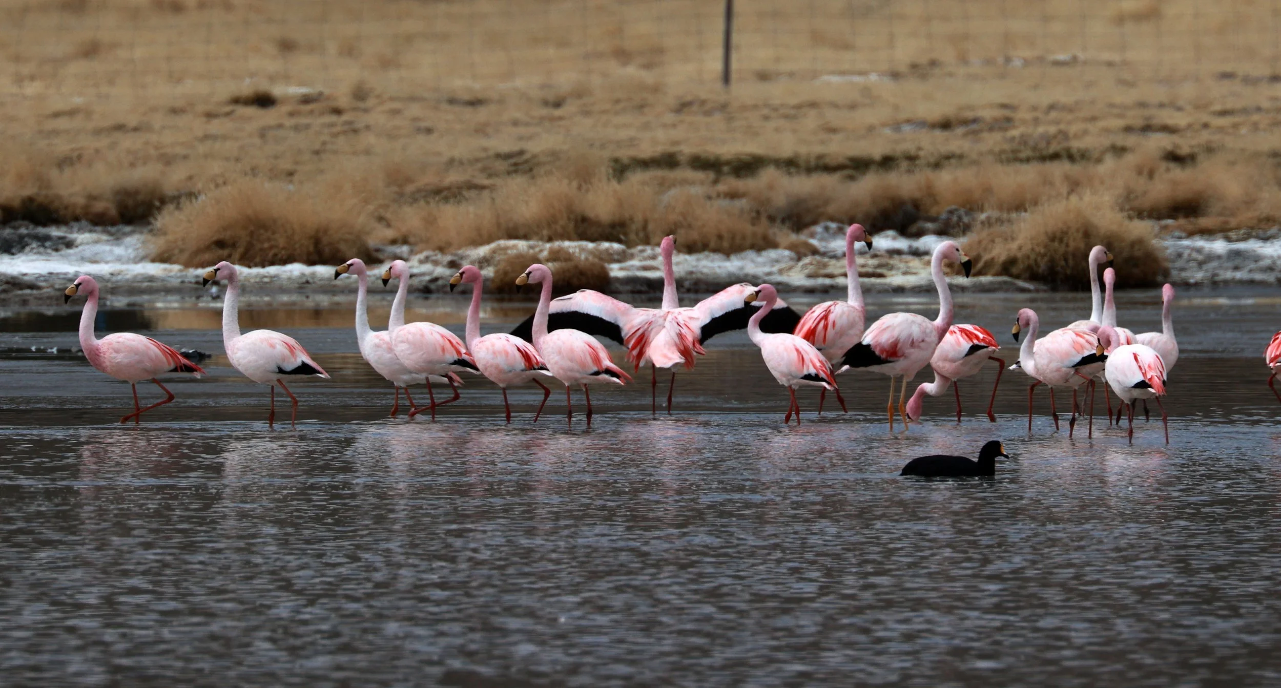 Flamingo - James's Flamingo - Phoenicoparrus jamesi - mixed with Andean flamingo - Phoenicoparrus andinus -  Lauca National Park, Chile (24).jpg