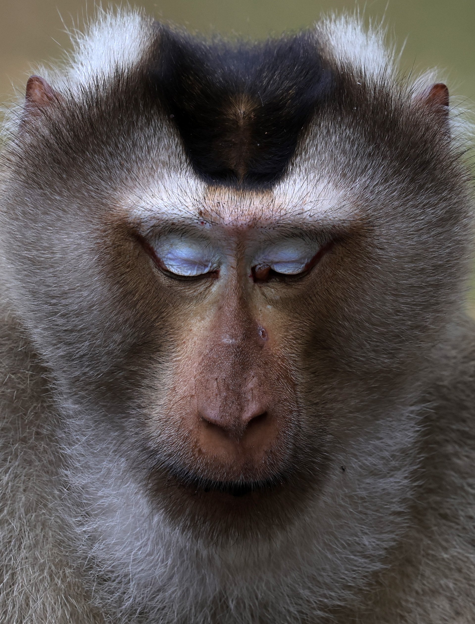 Northern Pig-tailed Macaque (Macaca leonina) Khao Yai National Park Feb 2026 Day 3 (35).jpg