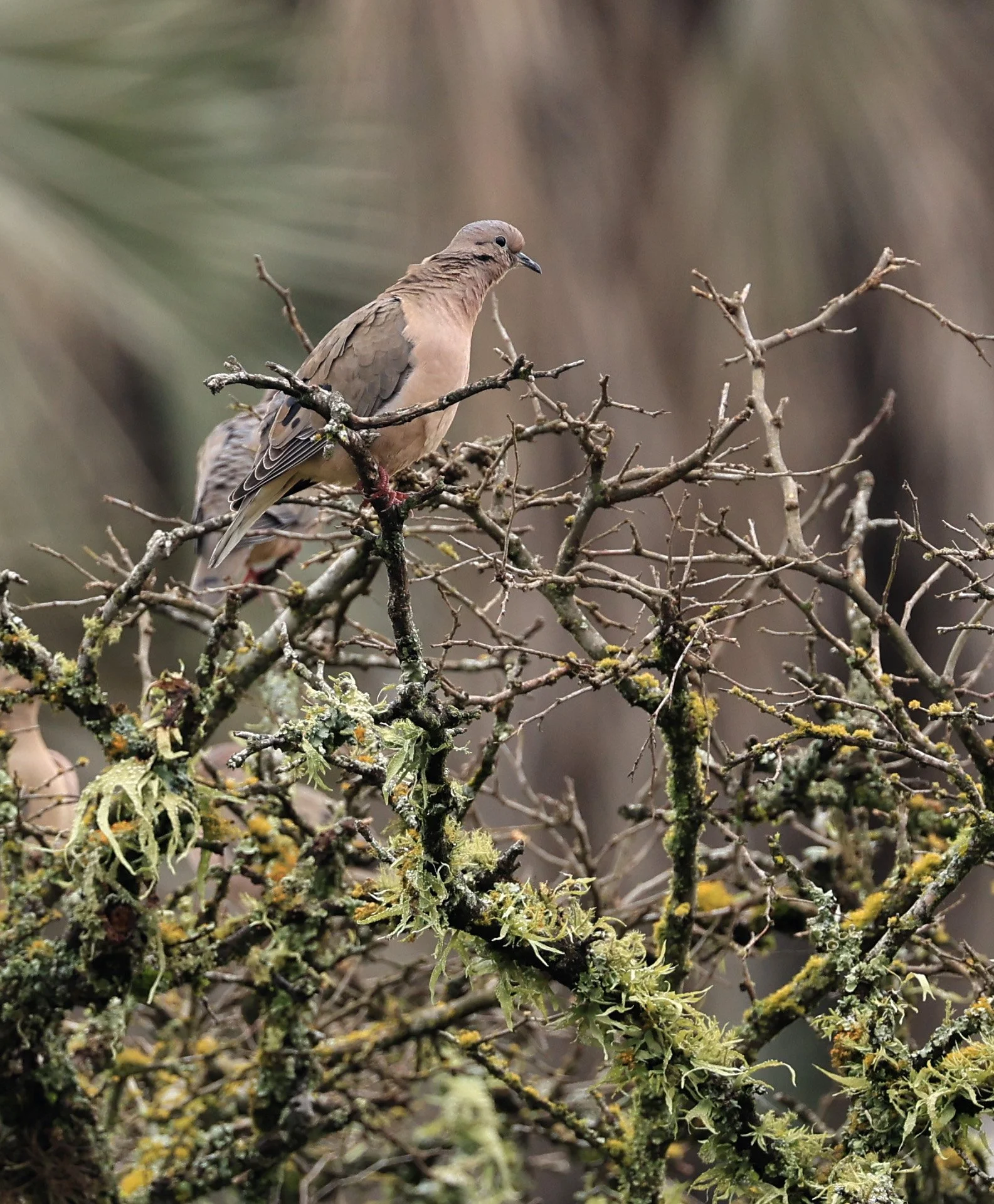 Eared Dove (Zenaida auriculata) El Palmar National Park, Entre Rios, Argentina (7).jpg