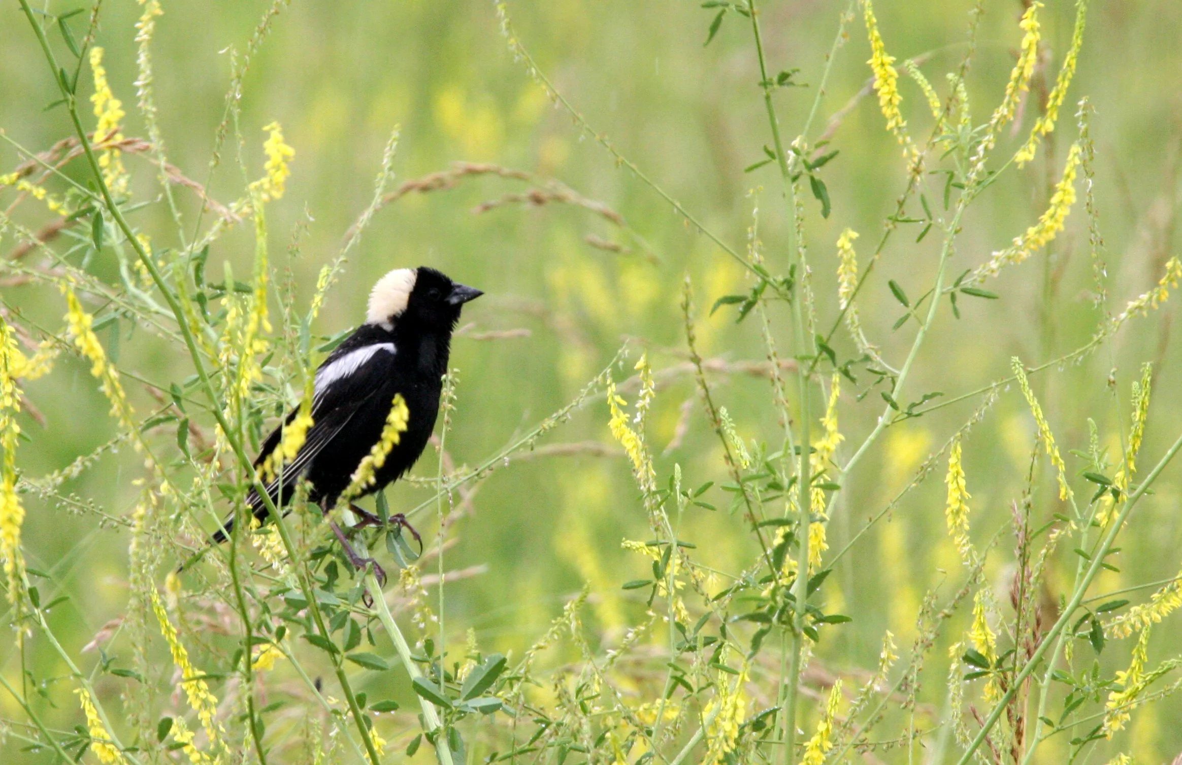 Bobolink (Dolichonyx oryzivorus) McKee Marsh Illinois (6).JPG