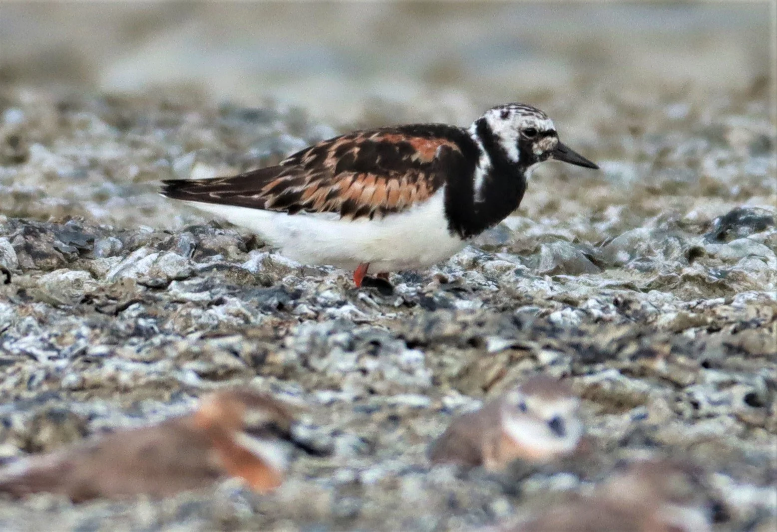 TURNSTONE - RUDDY TURNSTONE - Arenaria interpres - Salt pans west of Bang Pakong River (13).jpg