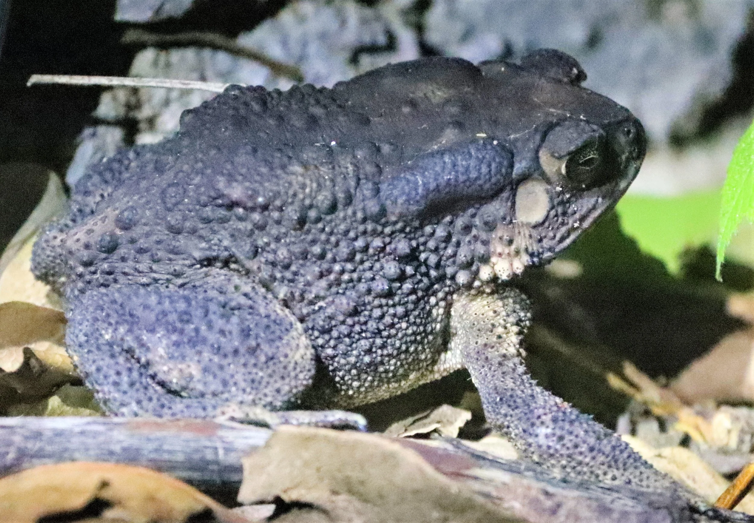 AMPHIBIAN - TOAD - BAAN MAKA KAENG KRACHAN (1).jpg