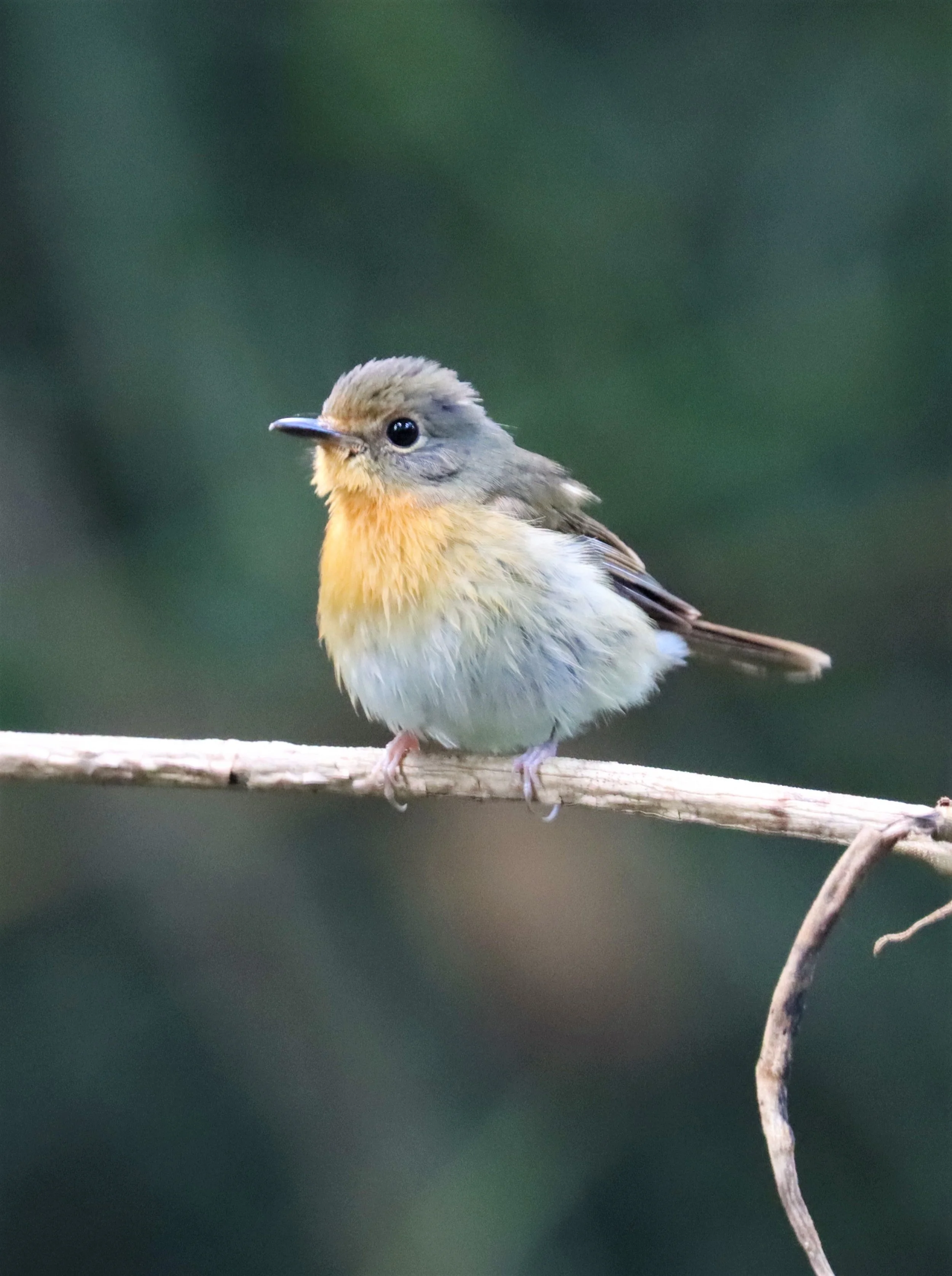 FLYCATCHER - LARGE BLUE FLYCATCHER - Cyornis magnirostris - WAT THAM PRATHUN CHONBURI (65).jpg