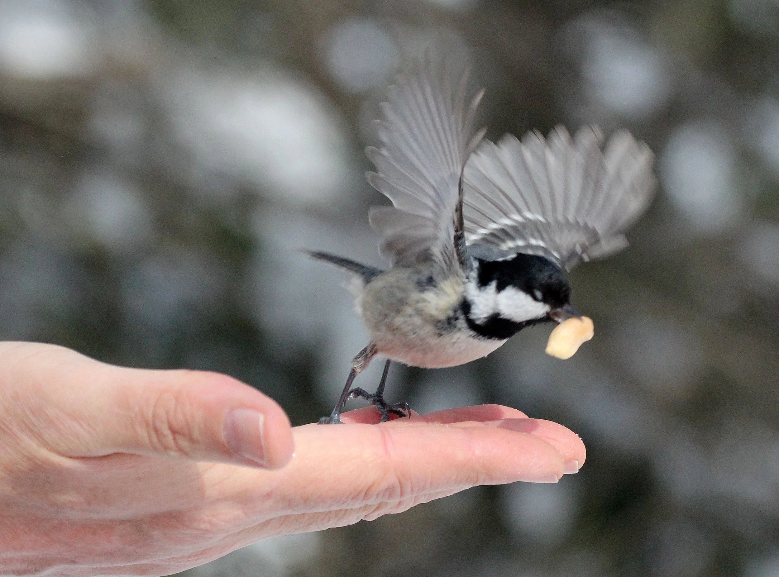 Coal Tit (Periparus ater) Kinohiroba Park, Abashiri, Hokkaido Japan (1).JPG