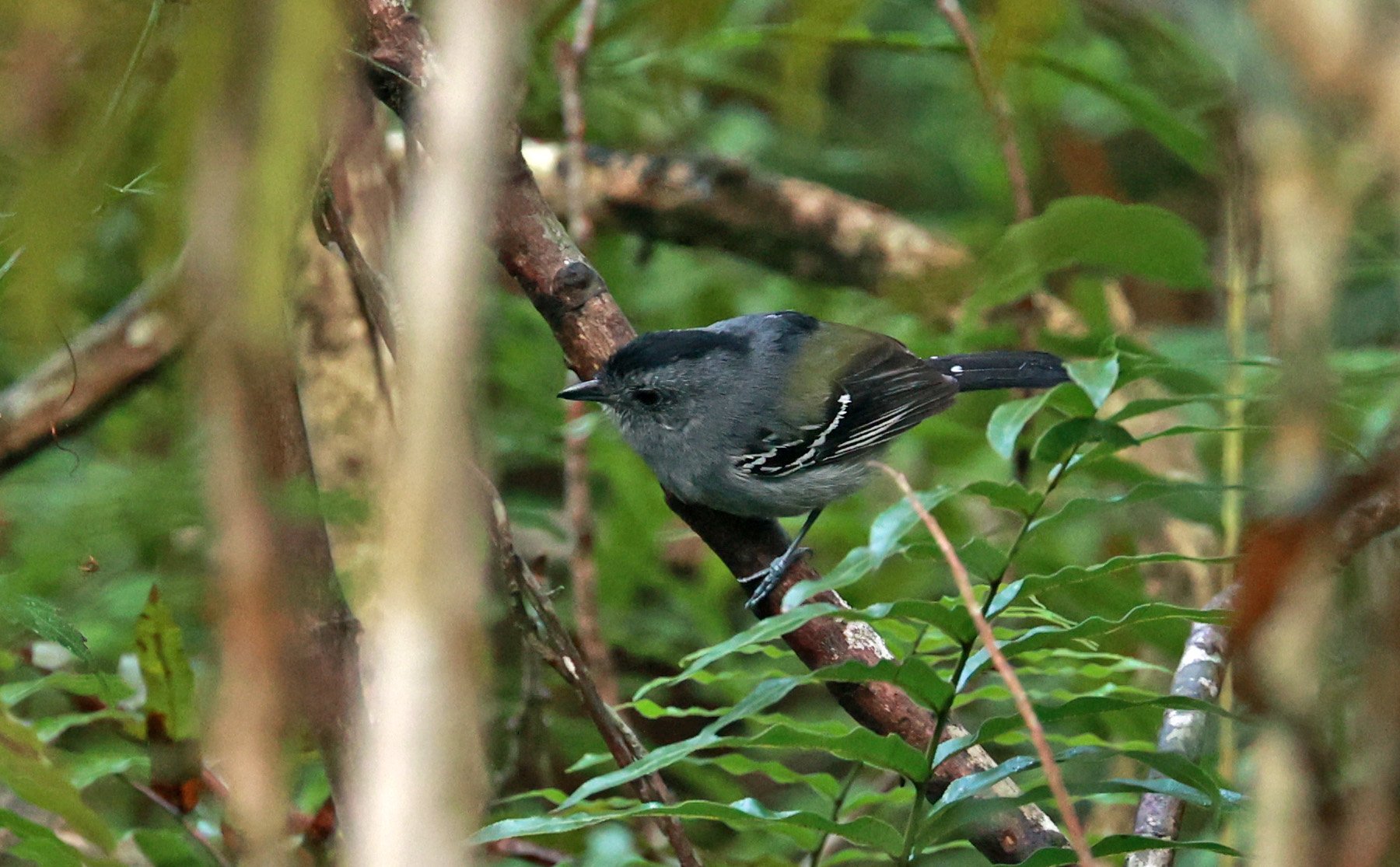 Variable Antshrike (Thamnophilus caerulescens) Superagui National Park, Brazil (7).jpg