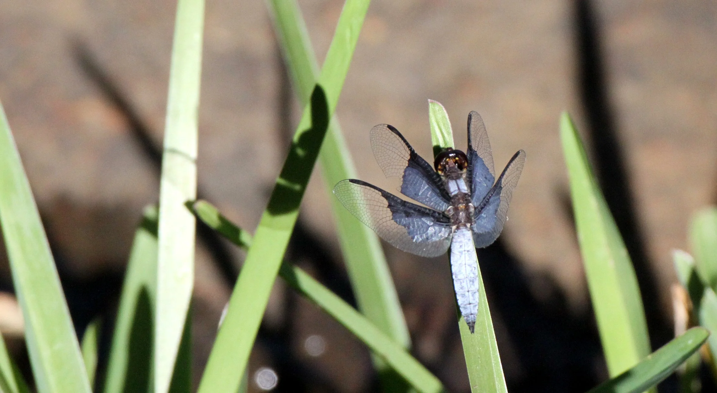 Order Odonata - Damselflies & Dragonflies — Coke Smith Wildlife