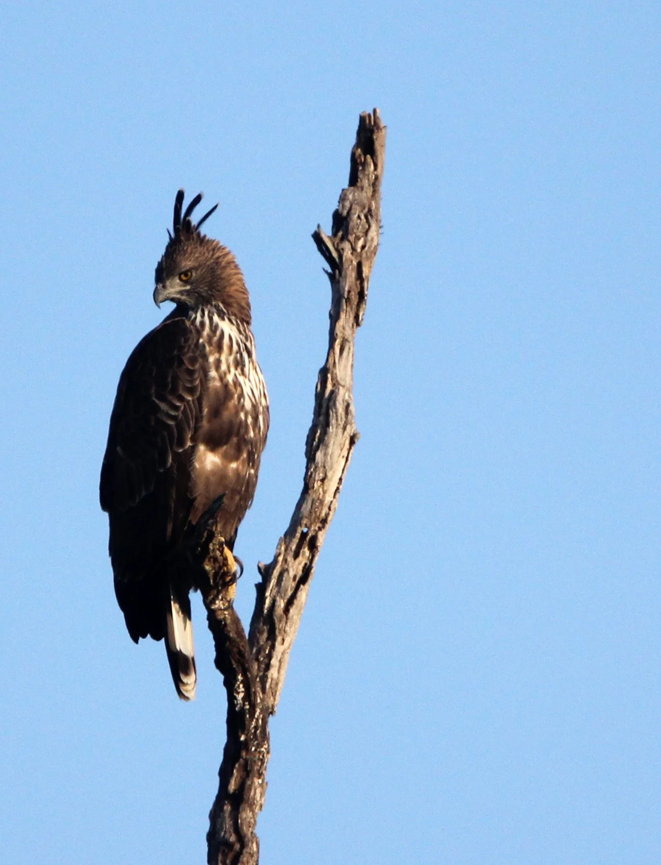 Nisaetus cirrhatus ceylanensis - SRI LANKAN CHANGEABLE HAWK EAGLE - UDAWALAWA NATIONAL PARK SRI LANKA (28).JPG