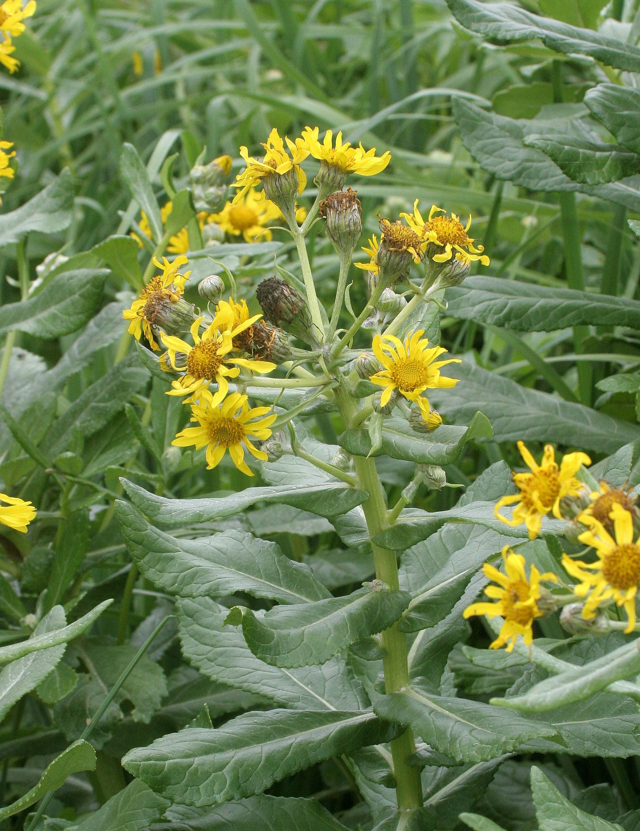 KURIL ISLANDS - FLORA  (87).jpg