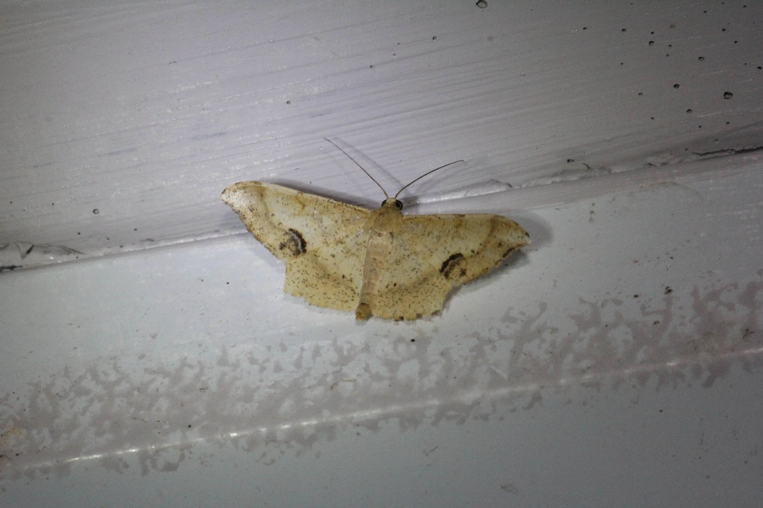 Geometridae - Craspediopsis species - Koh Lanta, Thailand 